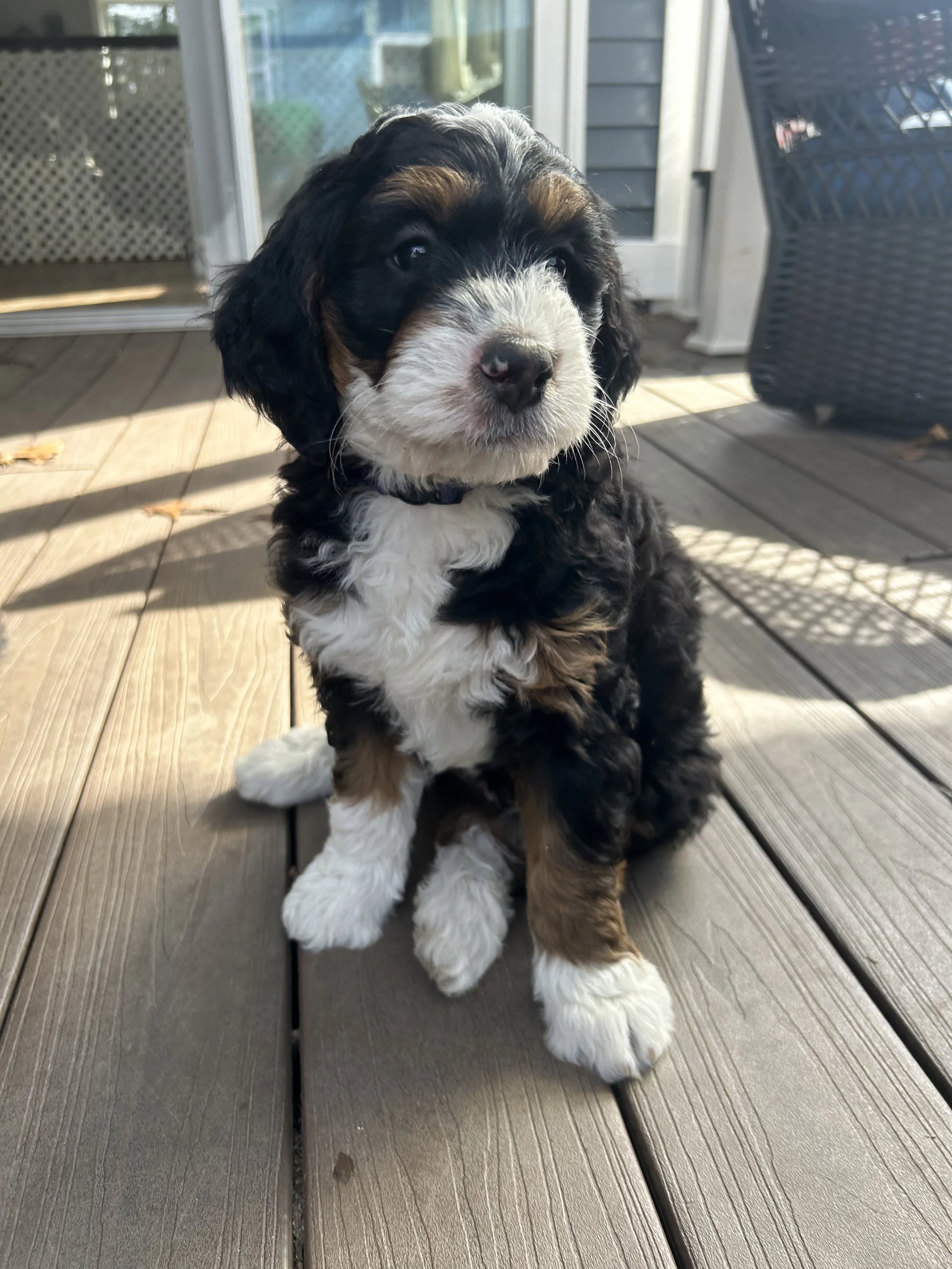 Valentina (Purple) ~ Female