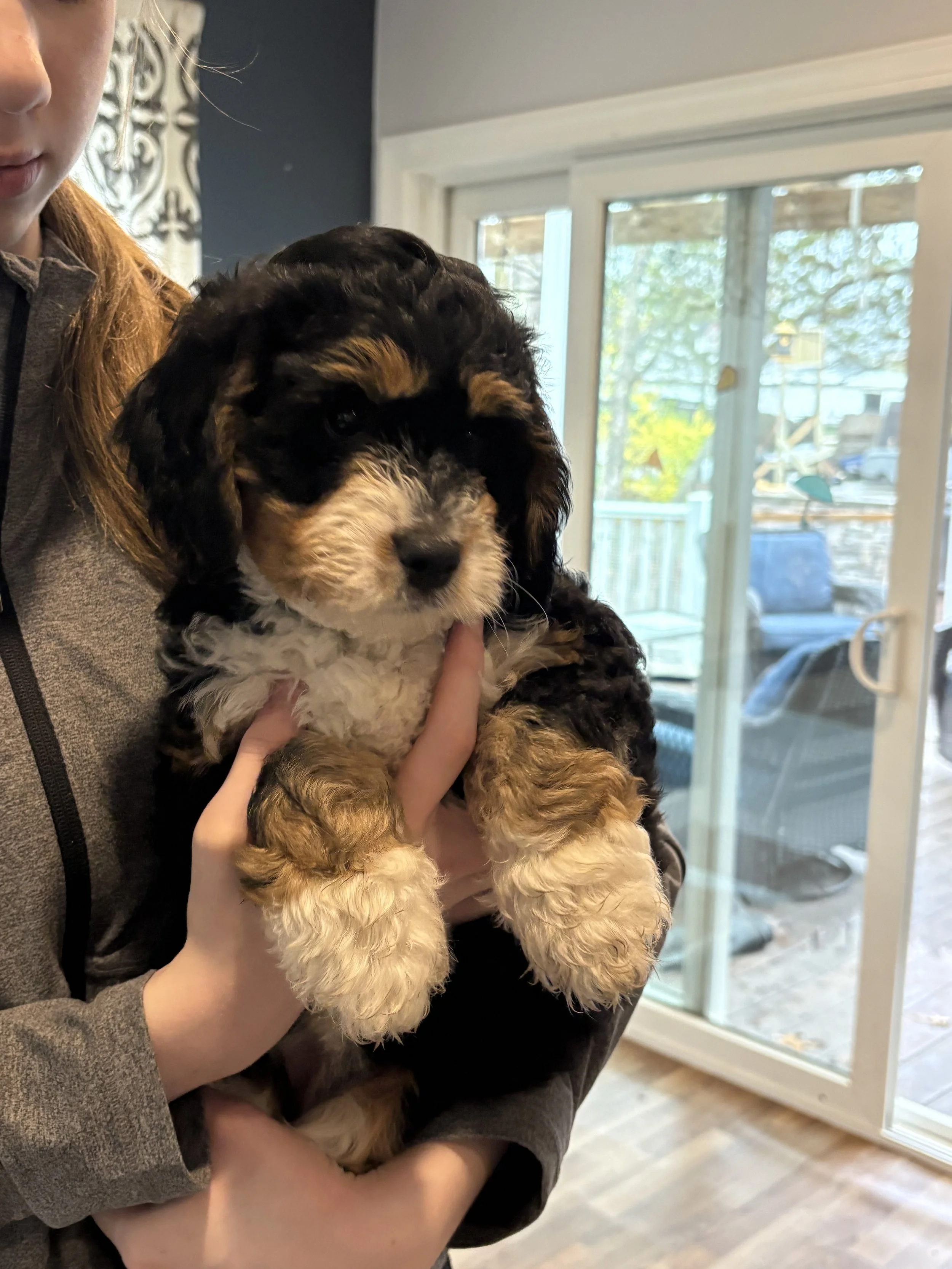 Huggie (Dk Green) ~ Female