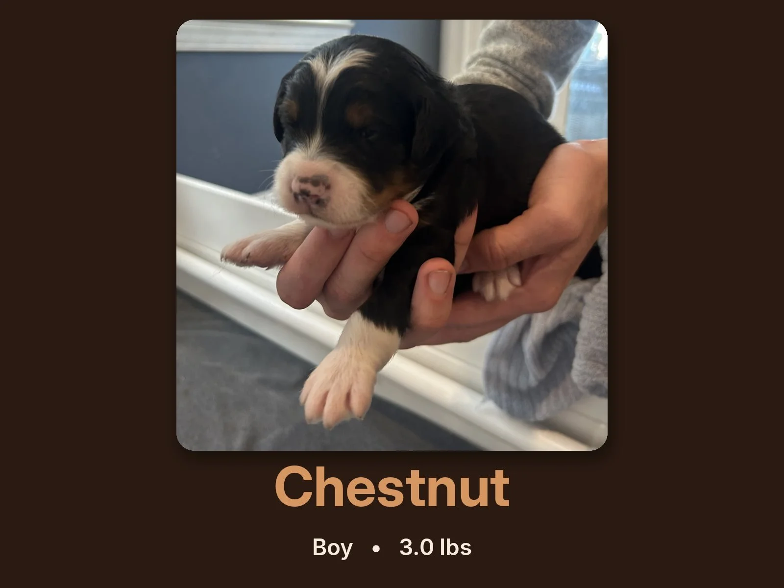 chestnut-bernedoodle-puppy.jpg