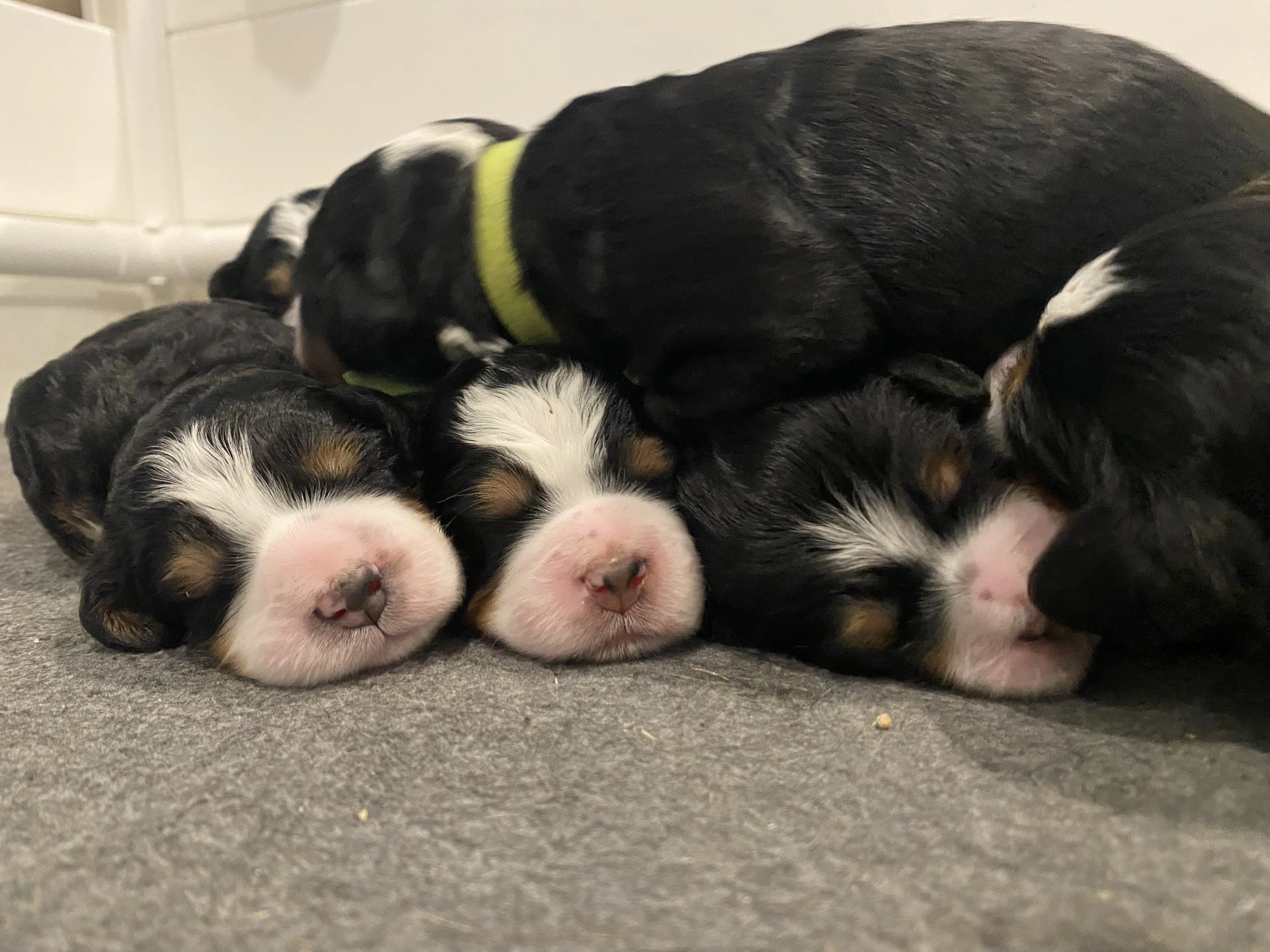 Three newborn puppies sleeping; tricolor; bernedoodles; cute