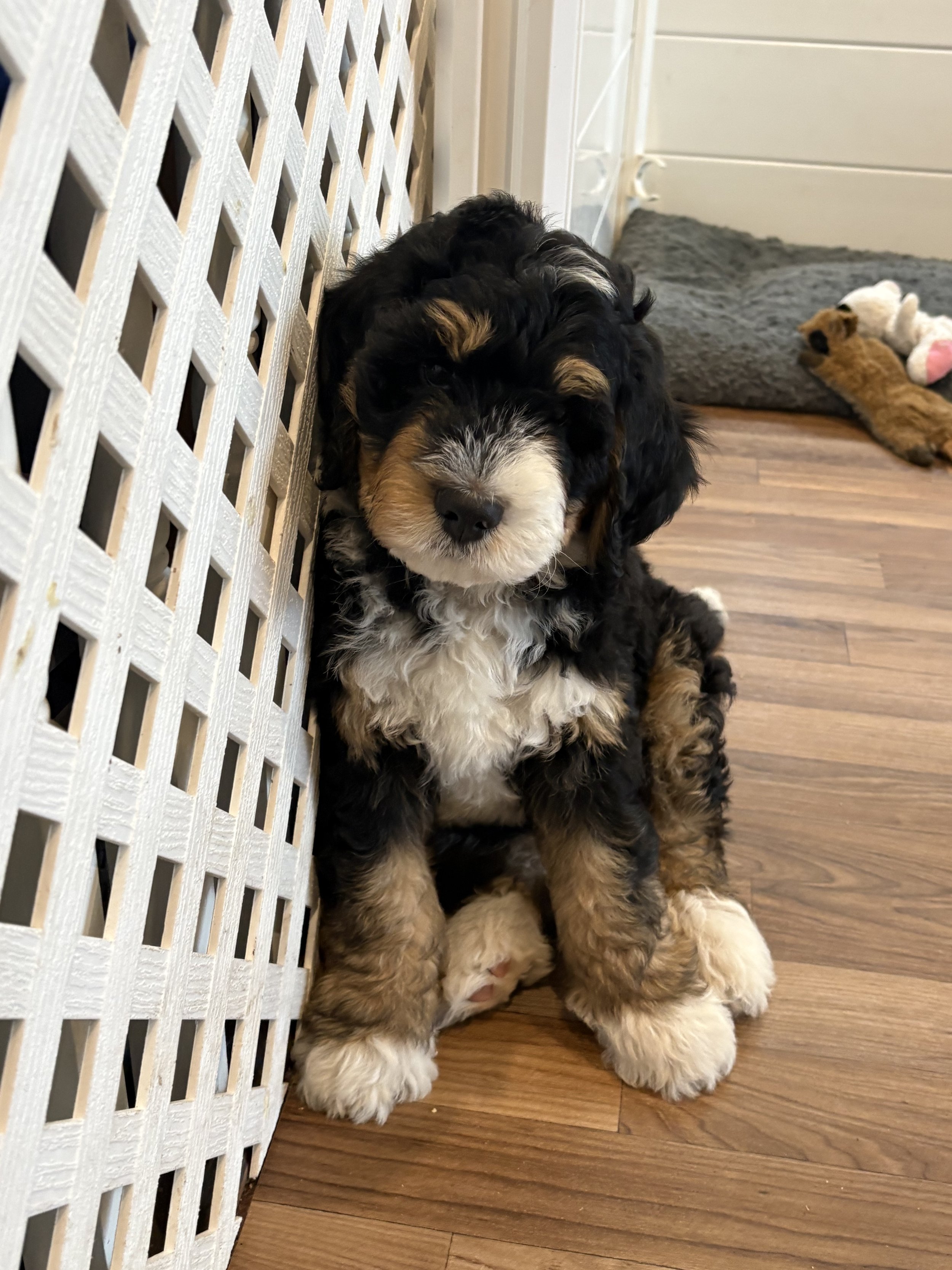 Beau (Lt Blue) - Male