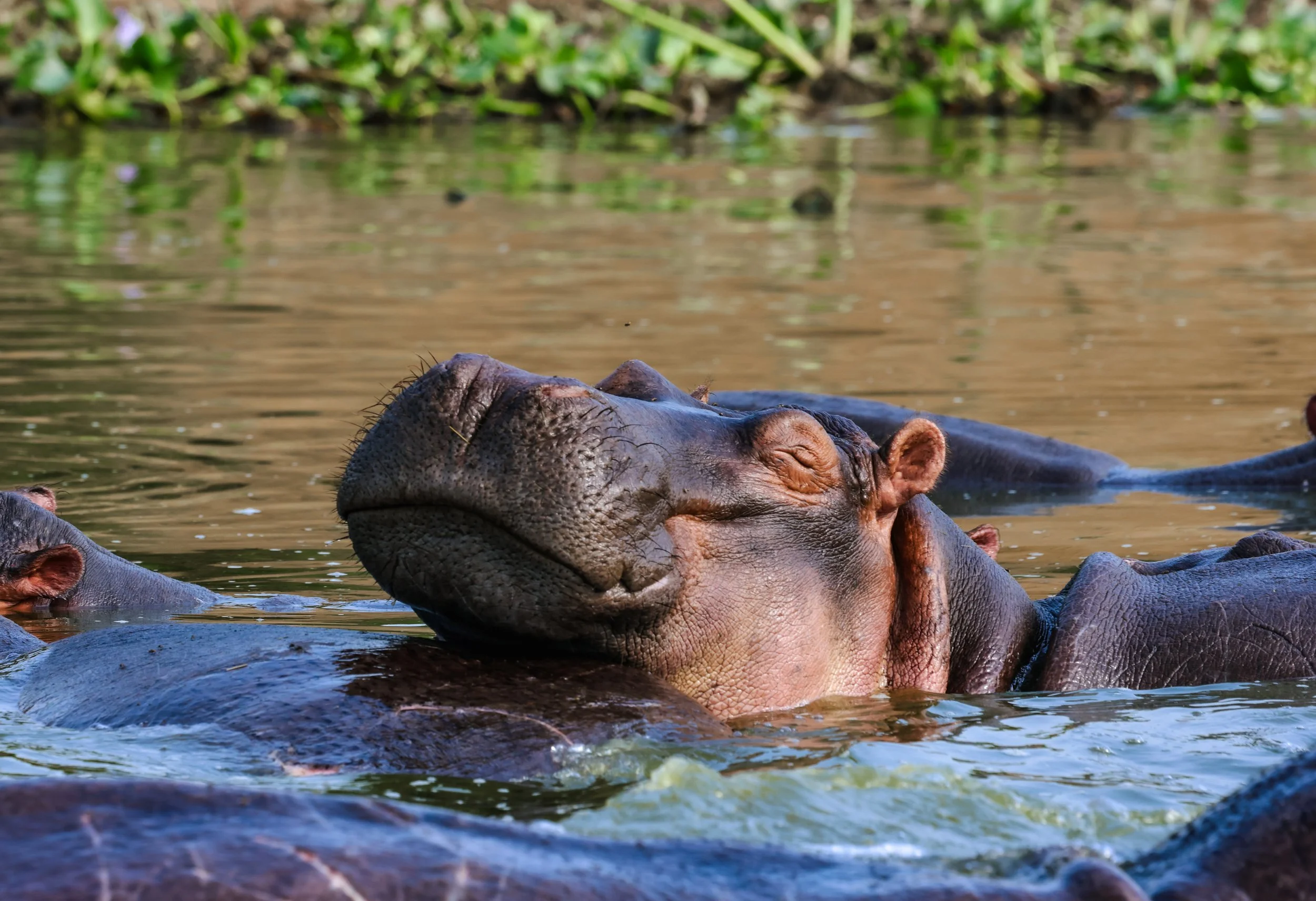 A group of hippos resting in a body of water with one hippo's head prominently visible and eyes closed.