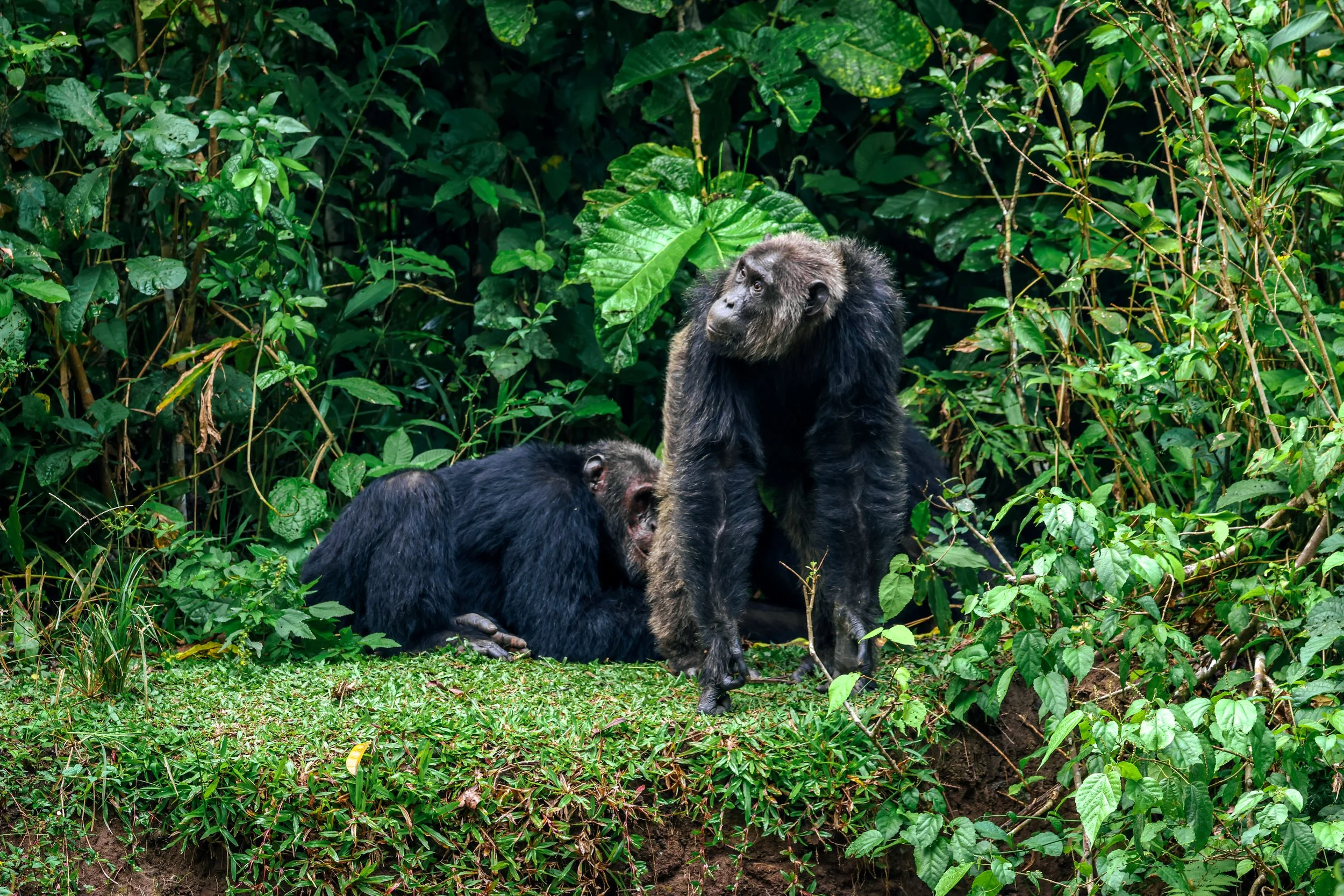 Two chimpanzees on a grassy patch surrounded by green dense foliage, one sitting and the other standing with an attentive expression.