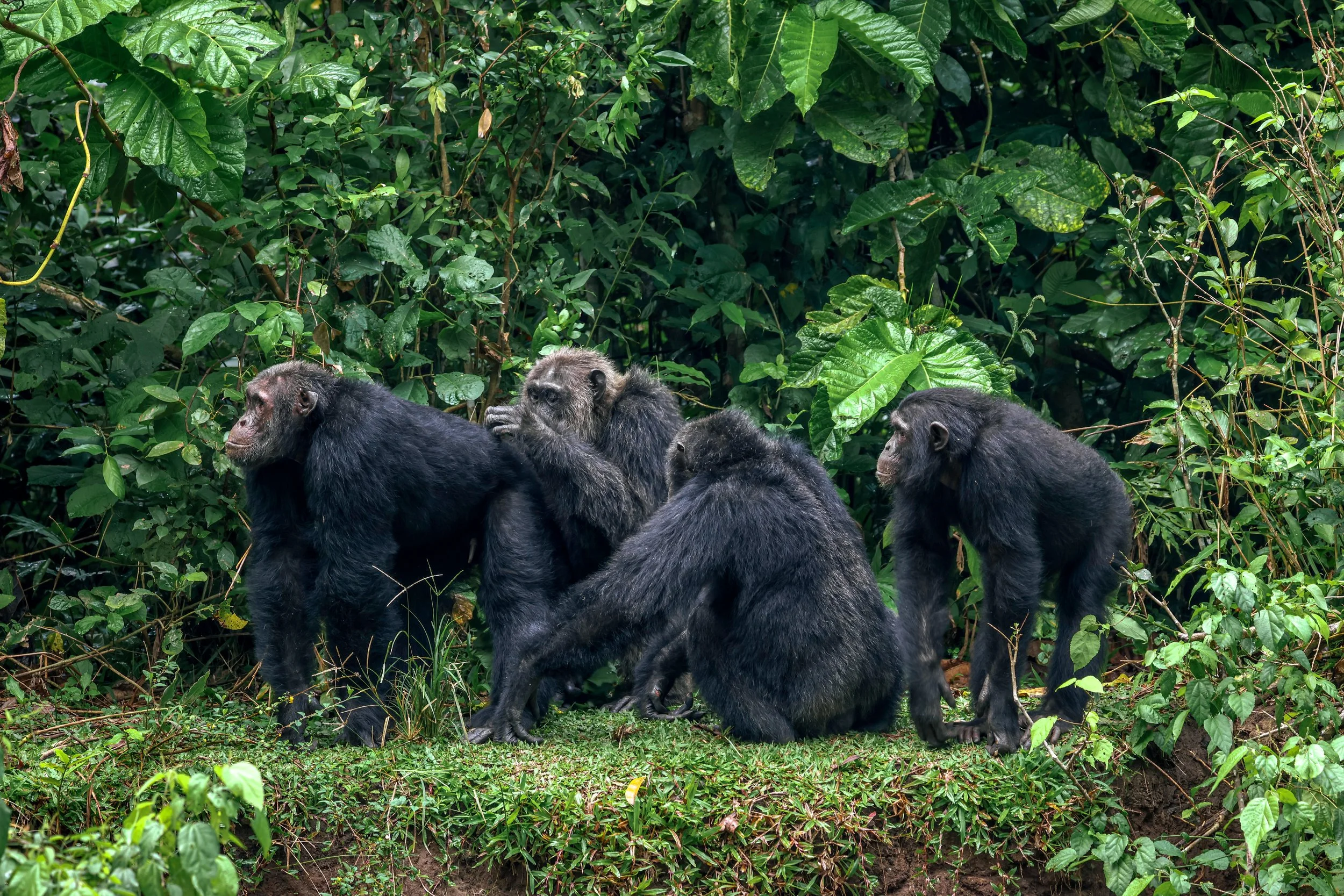 Four chimpanzees sitting on green grass among dense green foliage in a jungle.