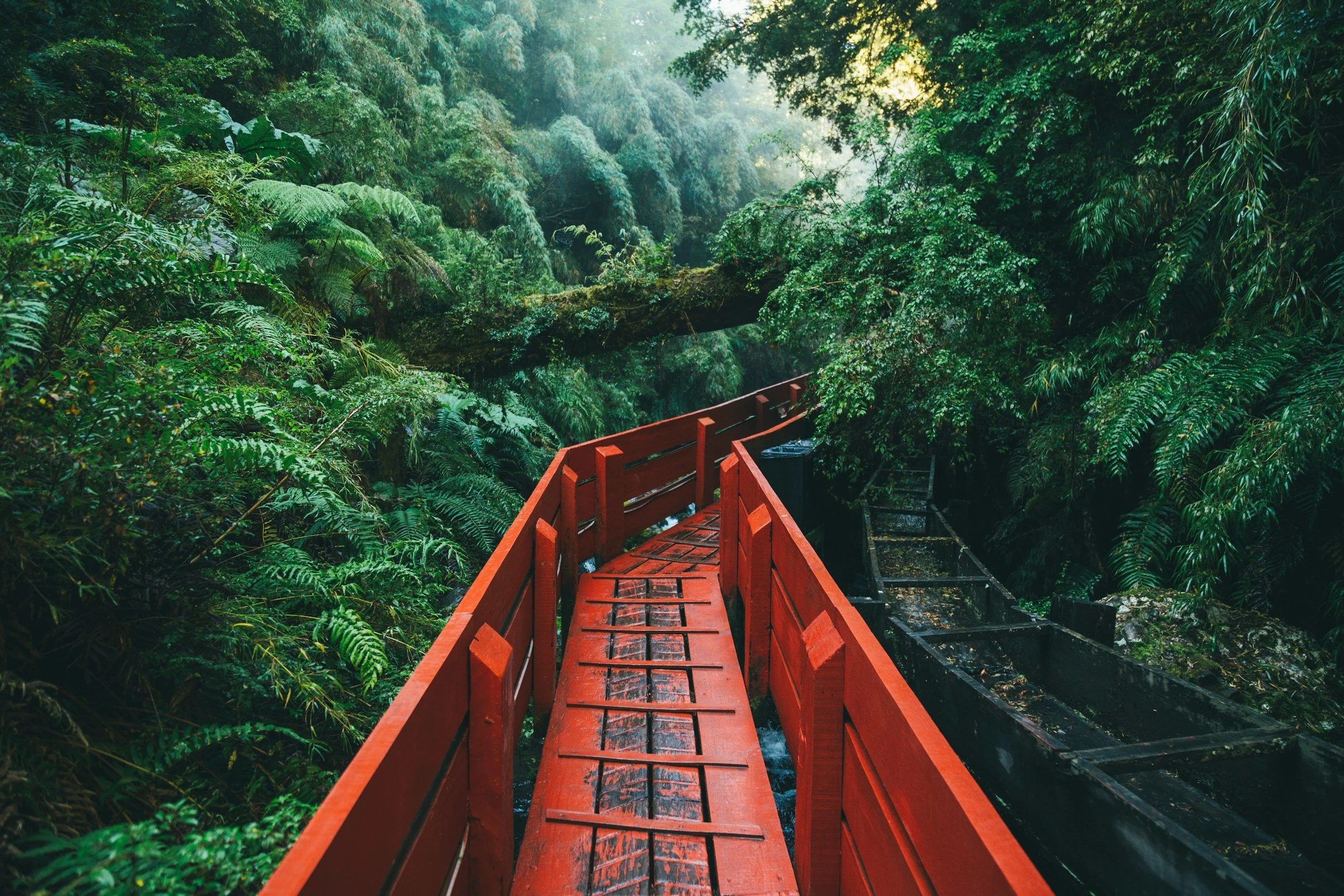 A red railing trail through a lush, green jungle with fog and dense foliage.