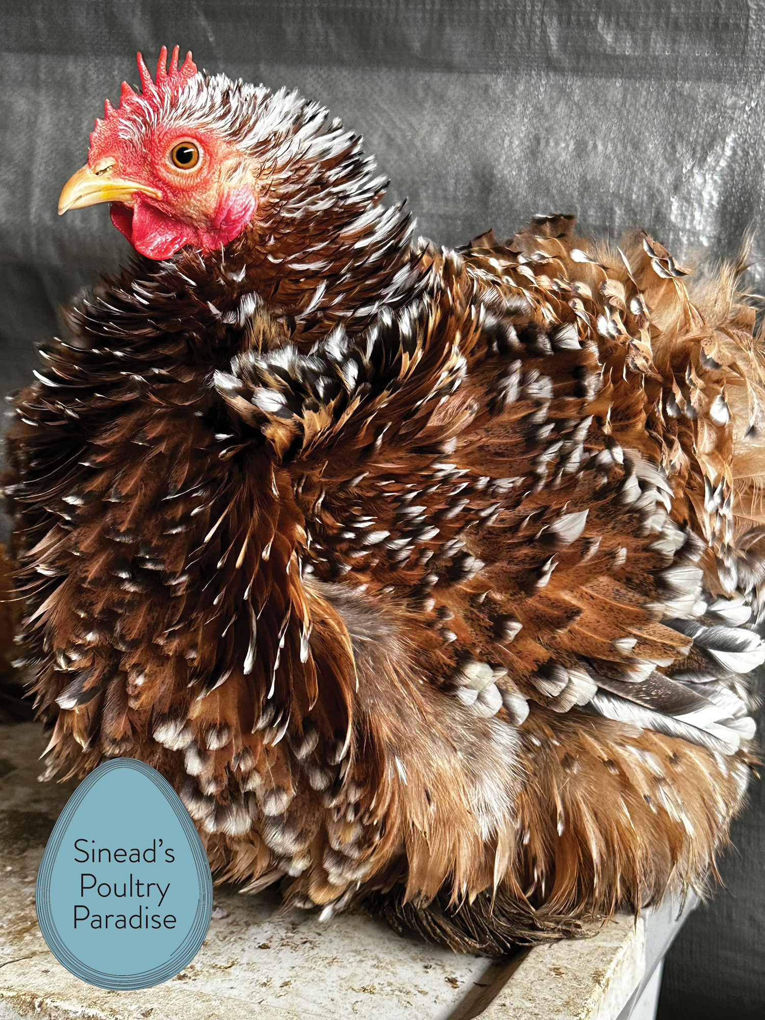 Pekin Bantam Sinead s Poultry Paradise Pekin Bantam Sinead s Poultry Paradise