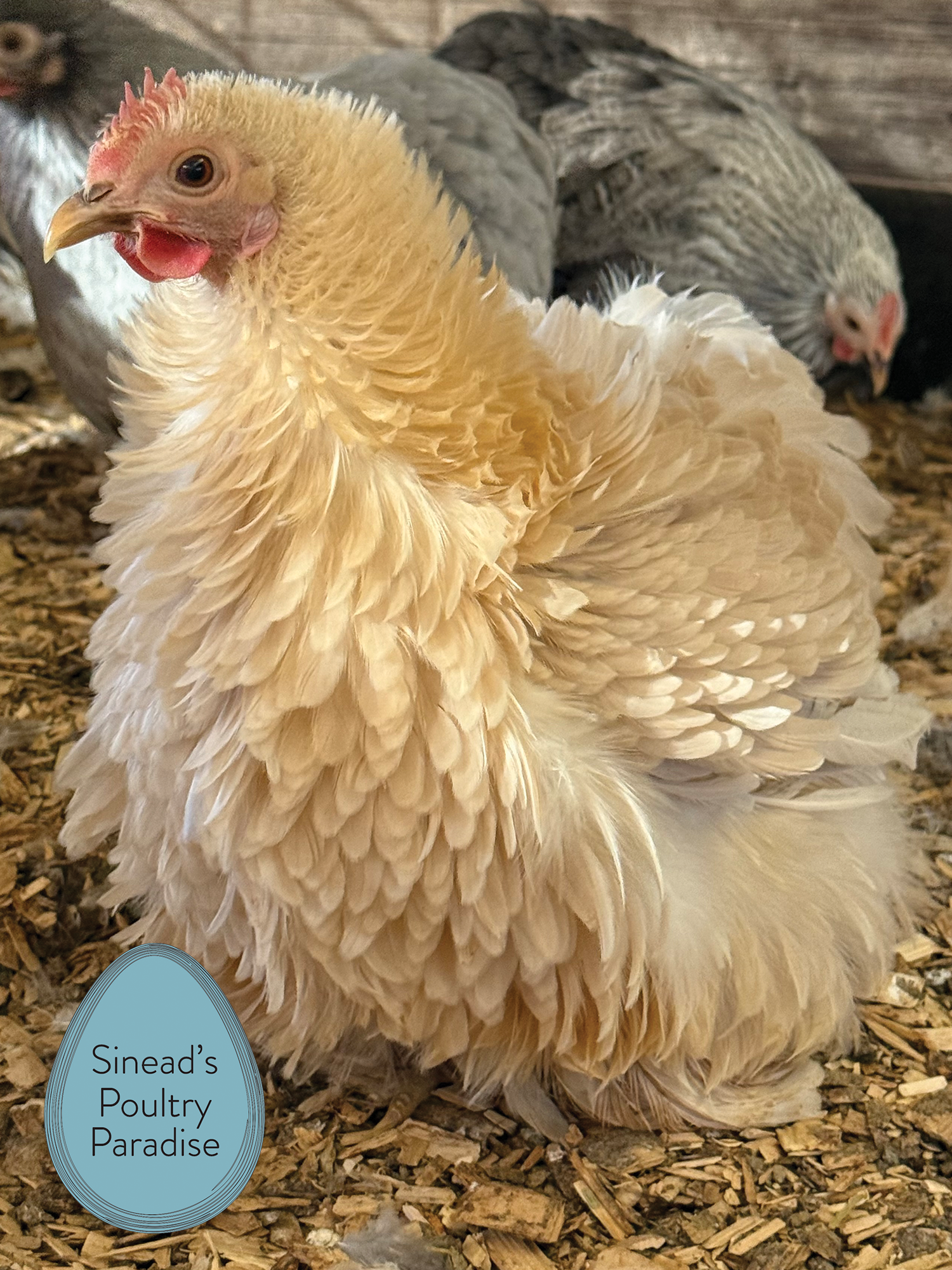Pekin Bantam Sinead s Poultry Paradise Pekin Bantam Sinead s Poultry Paradise