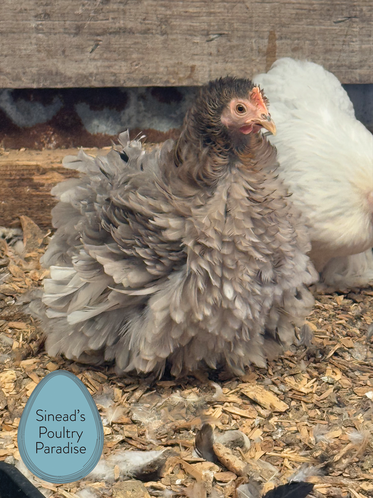 Pekin Bantam Sinead s Poultry Paradise Pekin Bantam Sinead s Poultry Paradise