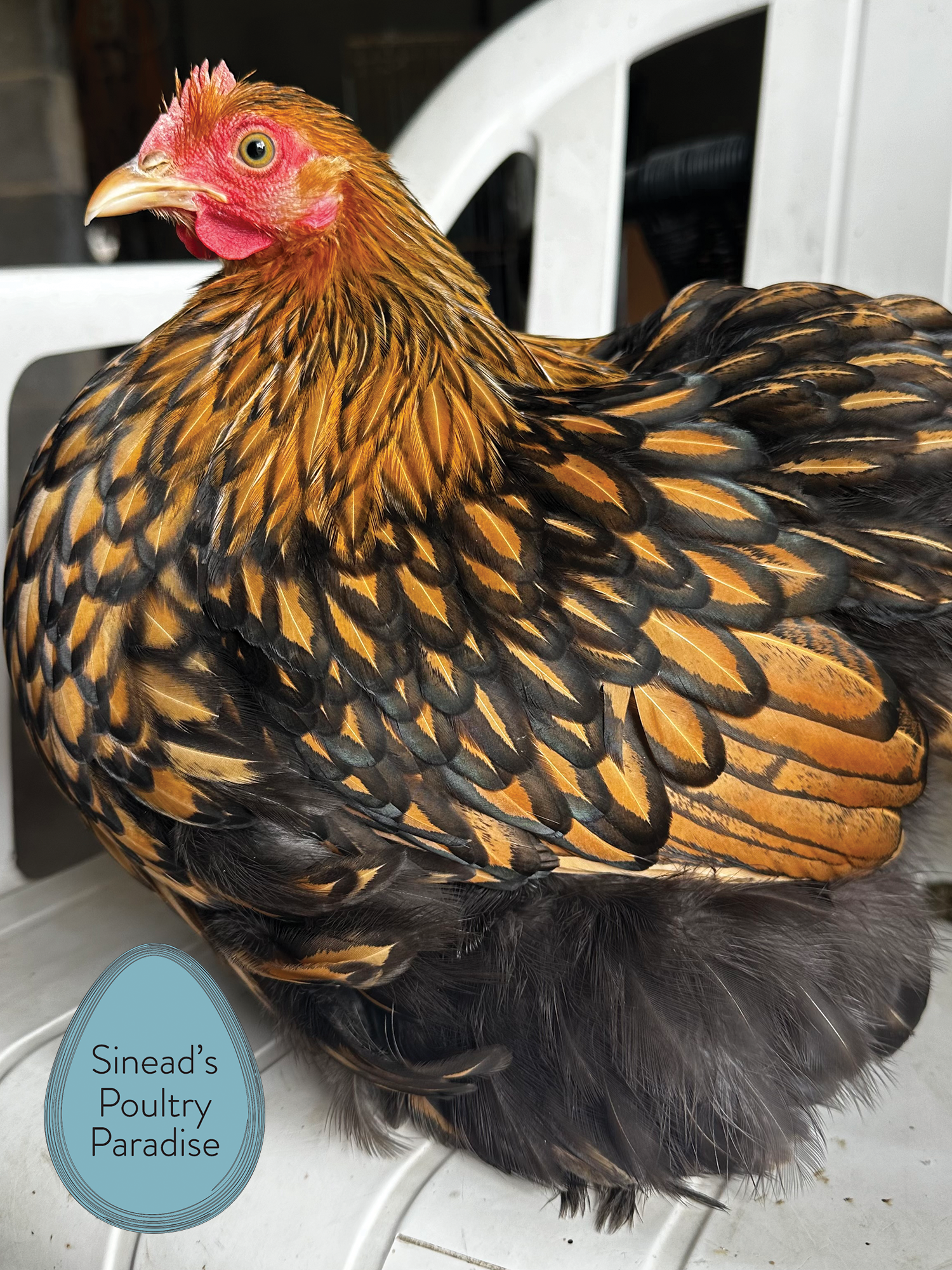 Pekin Bantam Sinead s Poultry Paradise Pekin Bantam Sinead s Poultry Paradise