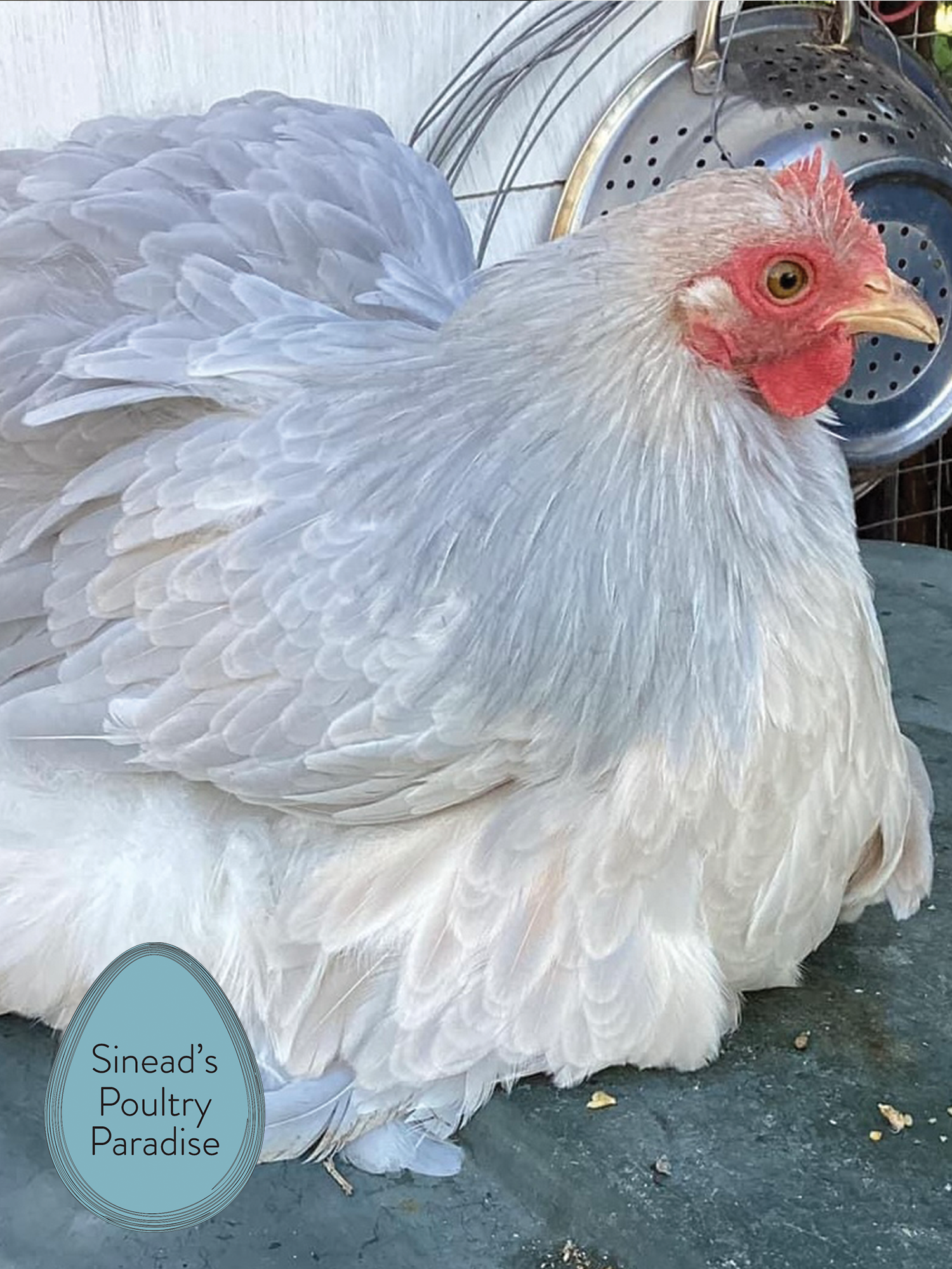 Pekin Bantam Sinead s Poultry Paradise Pekin Bantam Sinead s Poultry Paradise