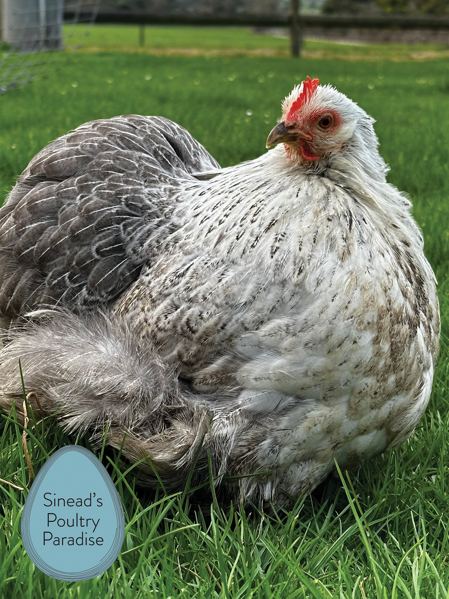 Pekin Bantam Sinead s Poultry Paradise Pekin Bantam Sinead s Poultry Paradise