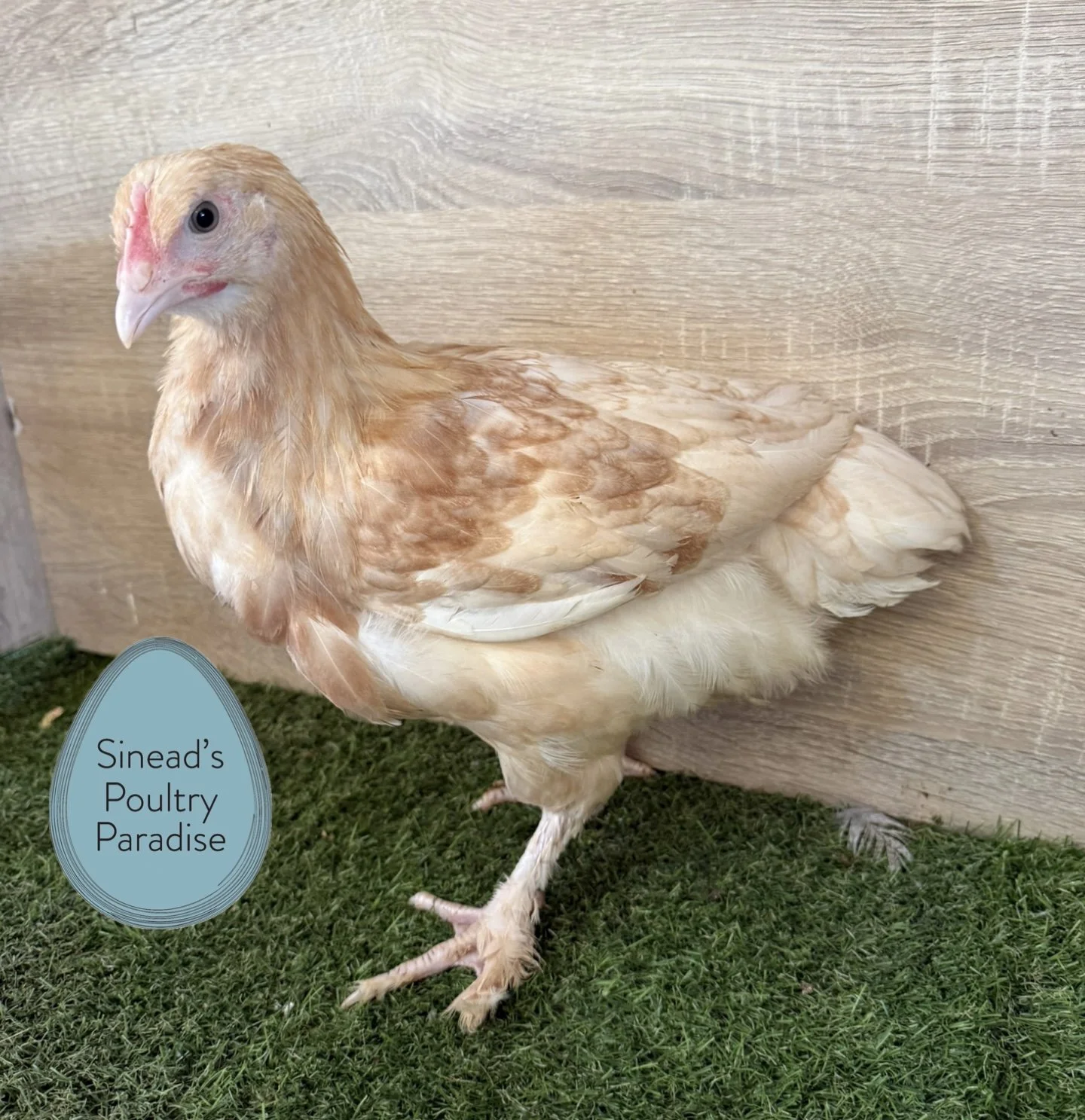 Marans - Pullets (Pick Up Only - 10% Deposit with balance paid Cash on Pickup)