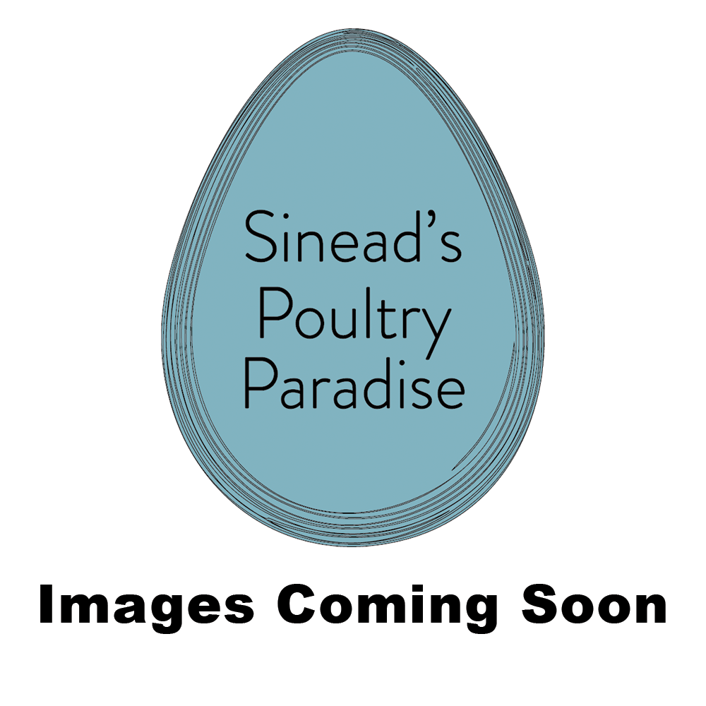Wyandotte - Fertile Eggs (per egg) - Blue Laced/Splash Laced/Silver Laced
