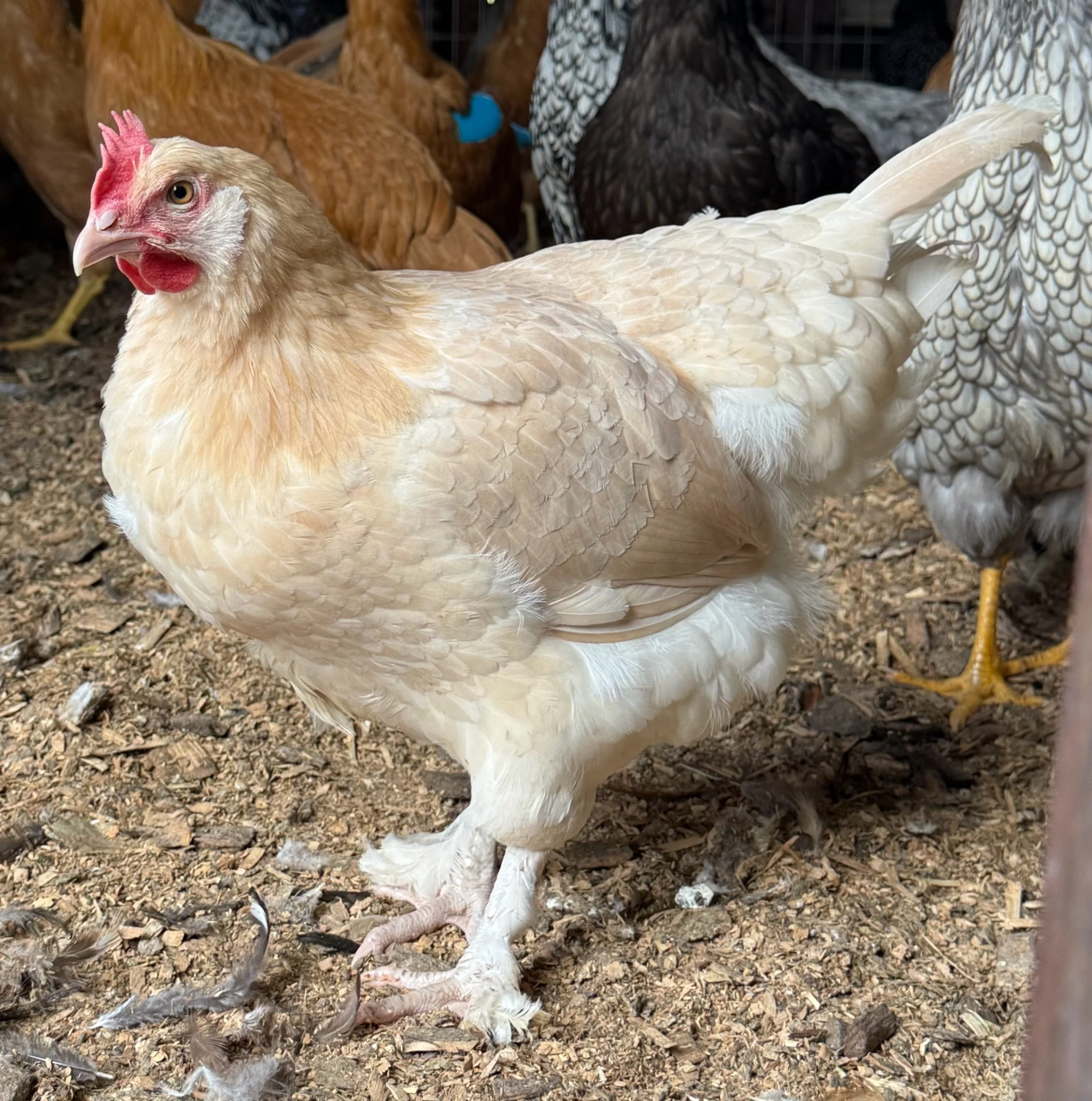 Lemon Buff Marans - Fertile Eggs (per egg)