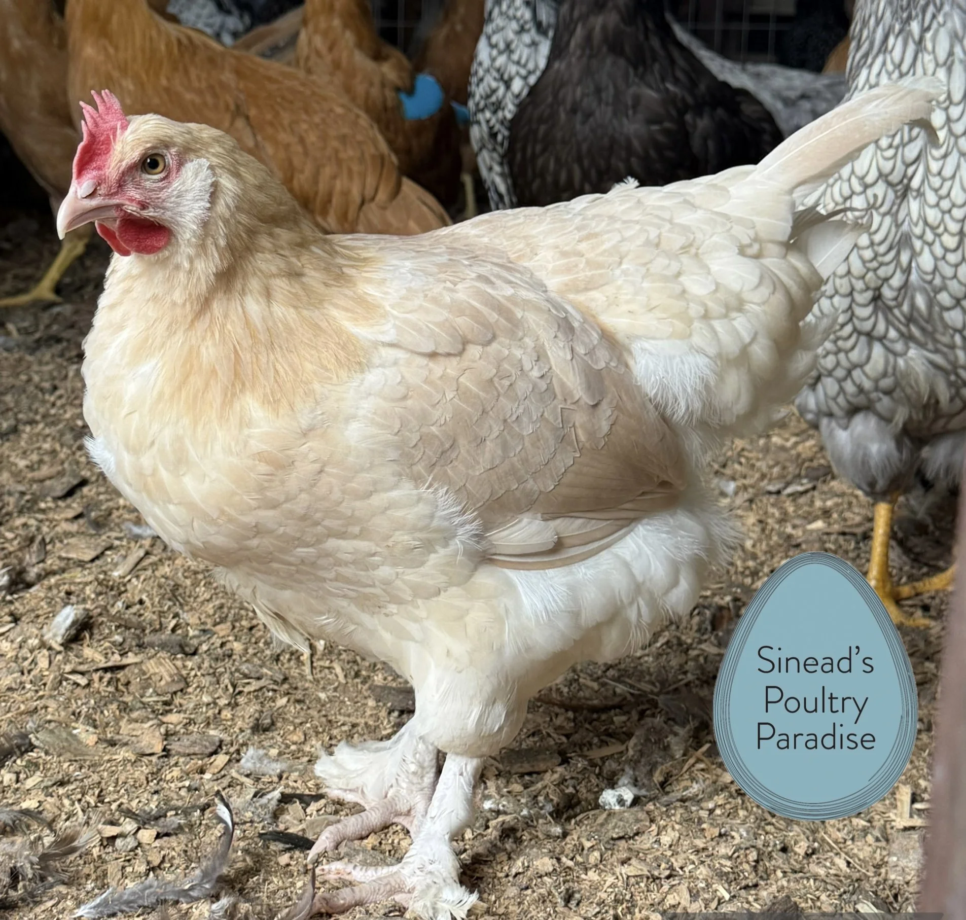 Marans