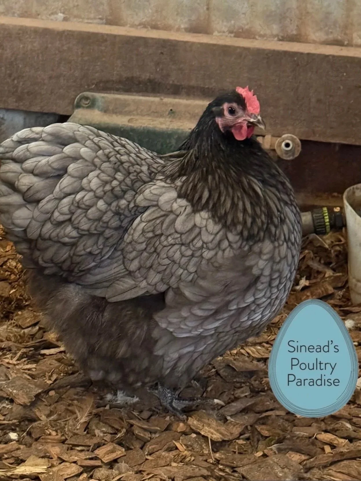 Orpington Bantam