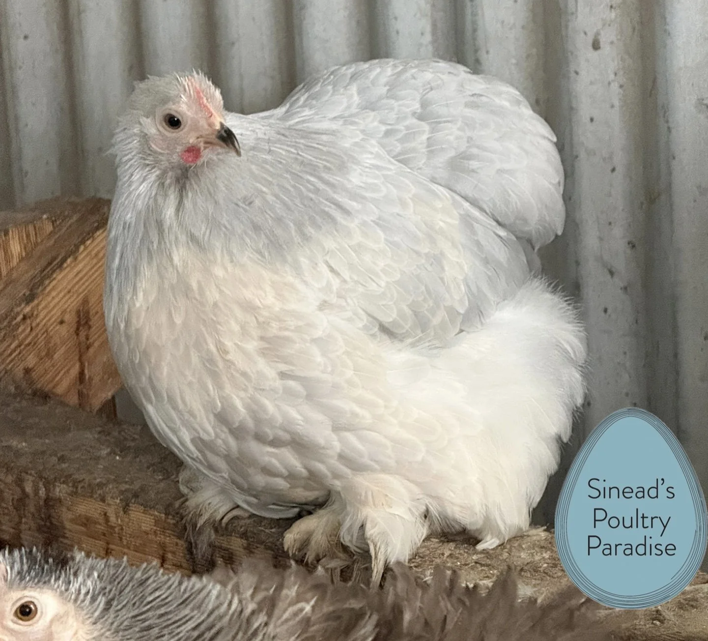 Pekin Bantam - Fertile Eggs (per egg)