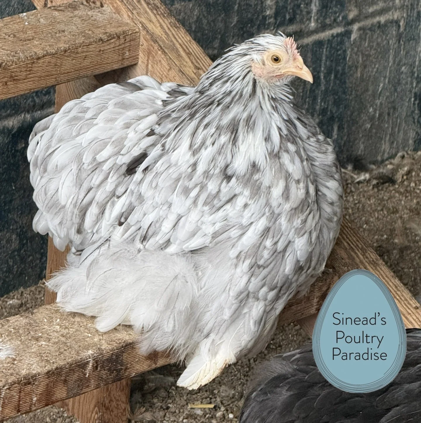 Pekin Bantam - Fertile Eggs (per egg)