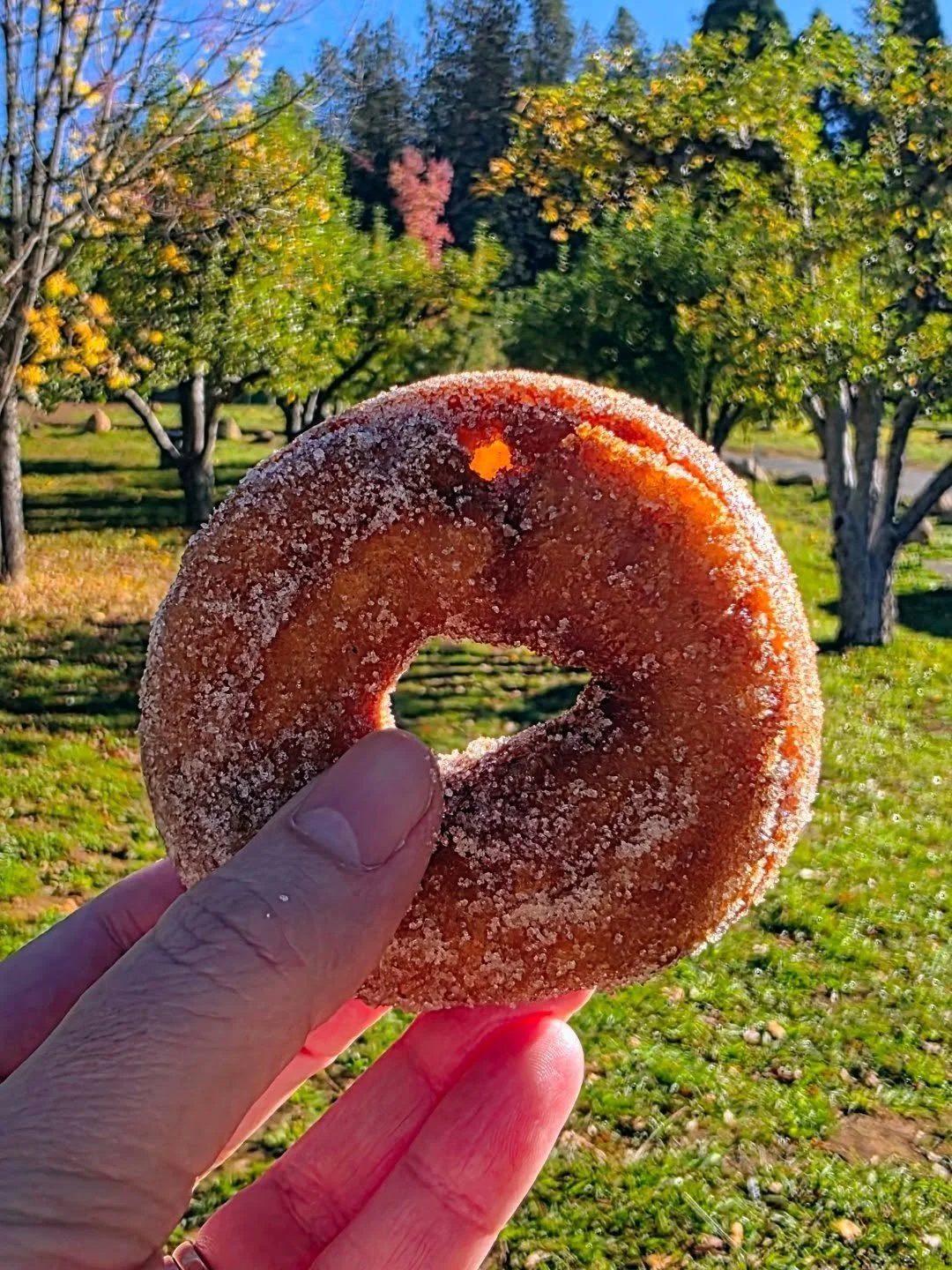 Nice morning at Apple Hill! The great Fall tradition continues.