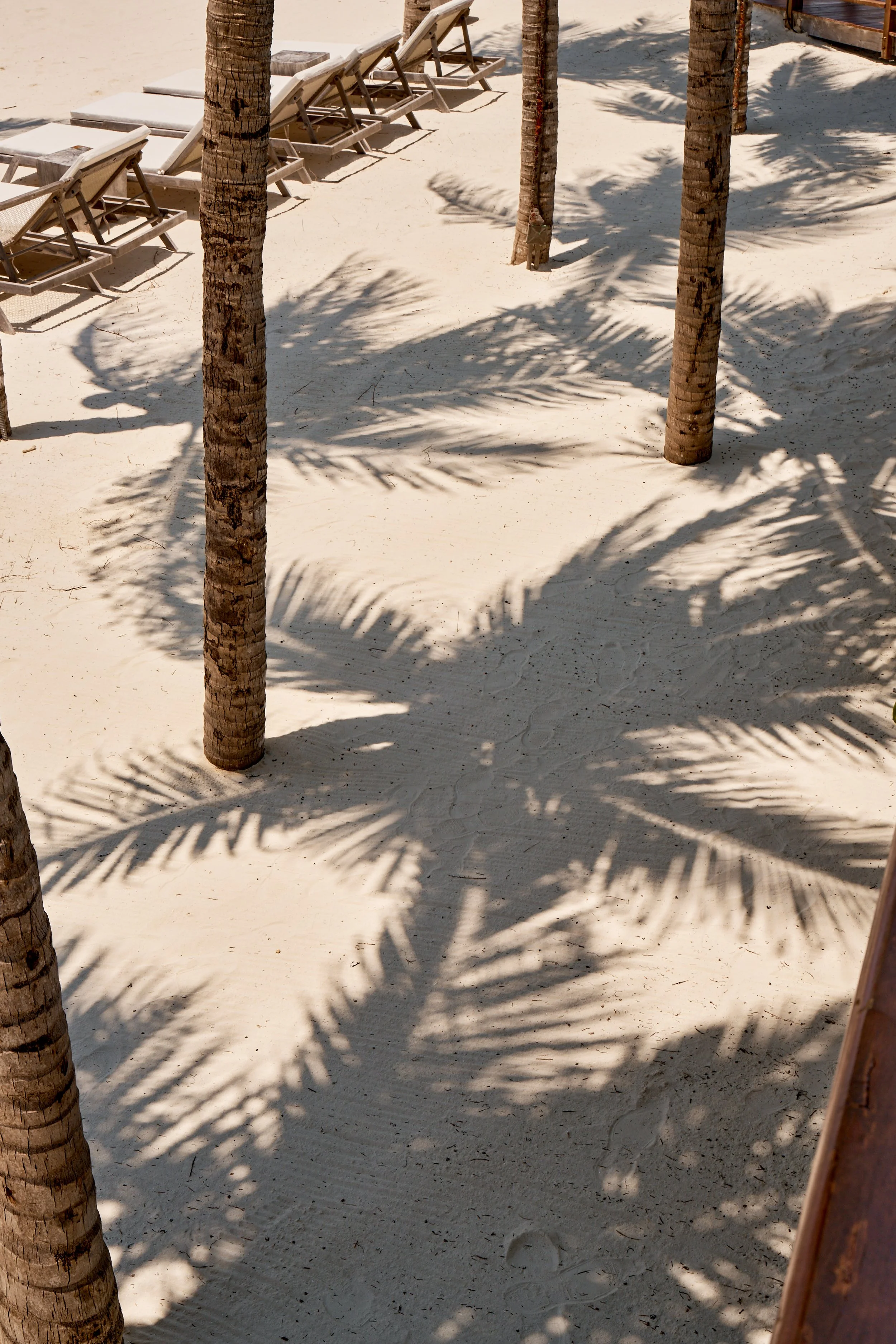 Beach scene with several lounge chairs under palm trees casting shadows on the sandy ground.