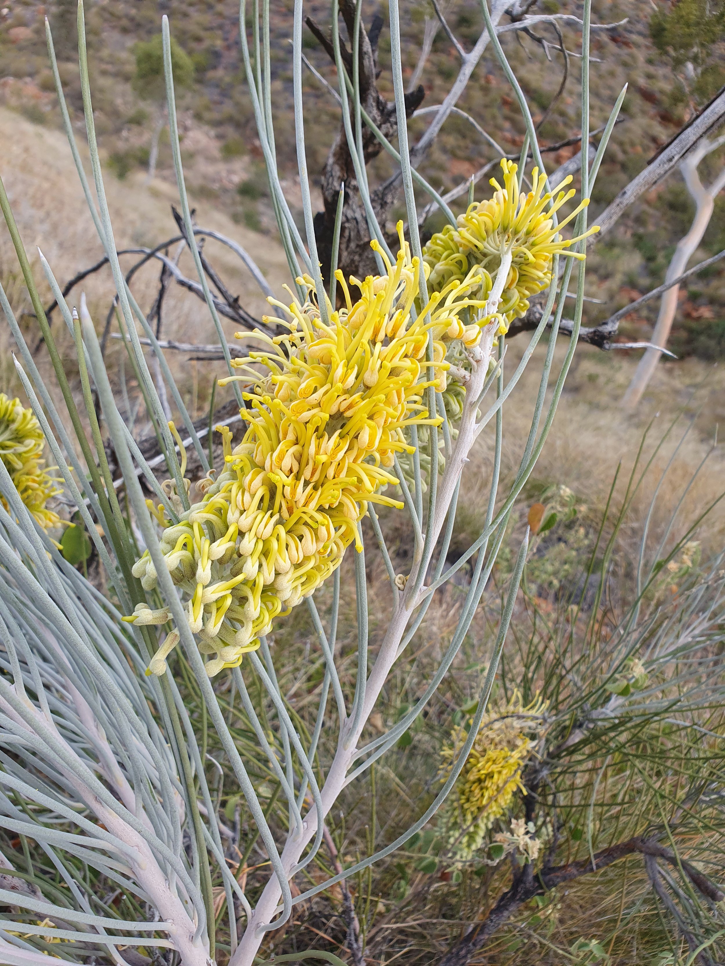 LT Flora and Fauna 19 Aug-24.jpg