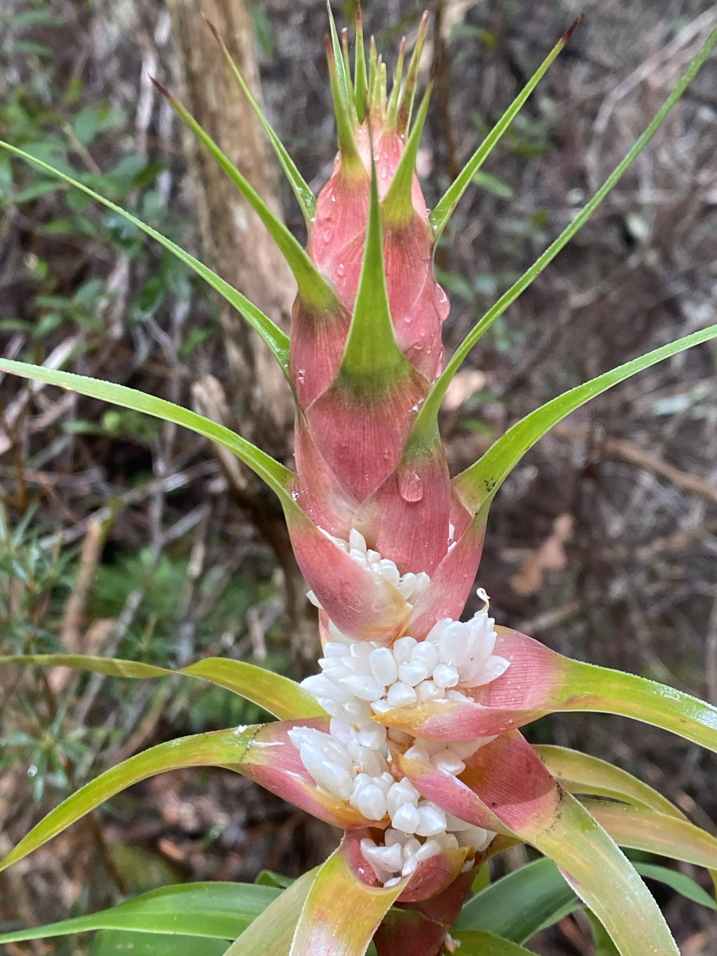 Pandani, Kunanyi/Mount Wellington, Hobart
