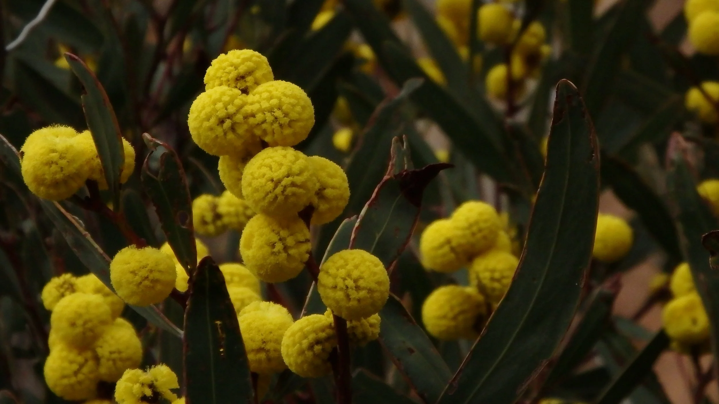 FR15 Flinders Ra Jul-21.JPG