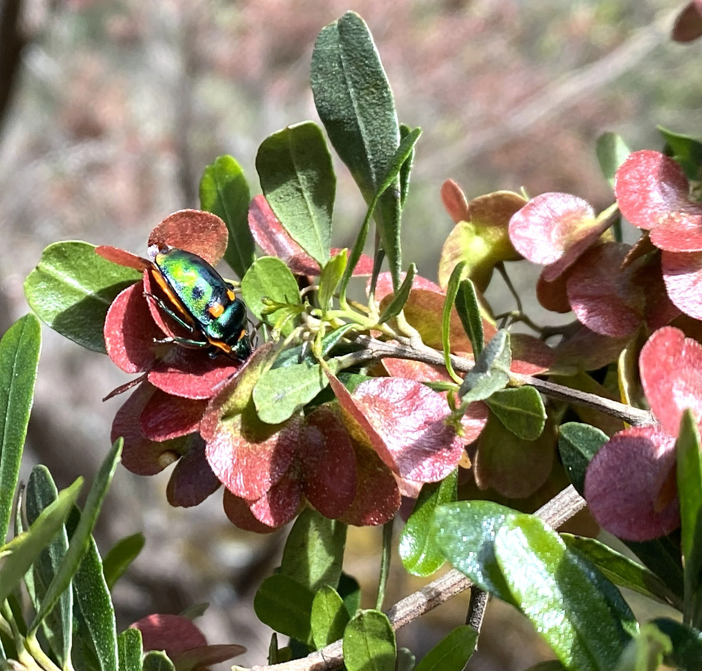 Christmas  beetle on  
Sticky Hop bush (Cataract Gorge, Launceston, Tasmania)