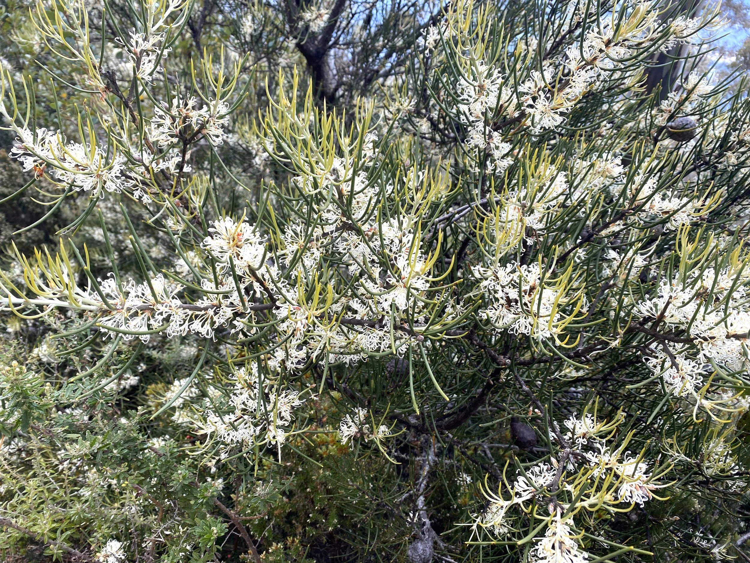 Hakea Nodosa, Kunanyi/Mount Wellington, Hobart
