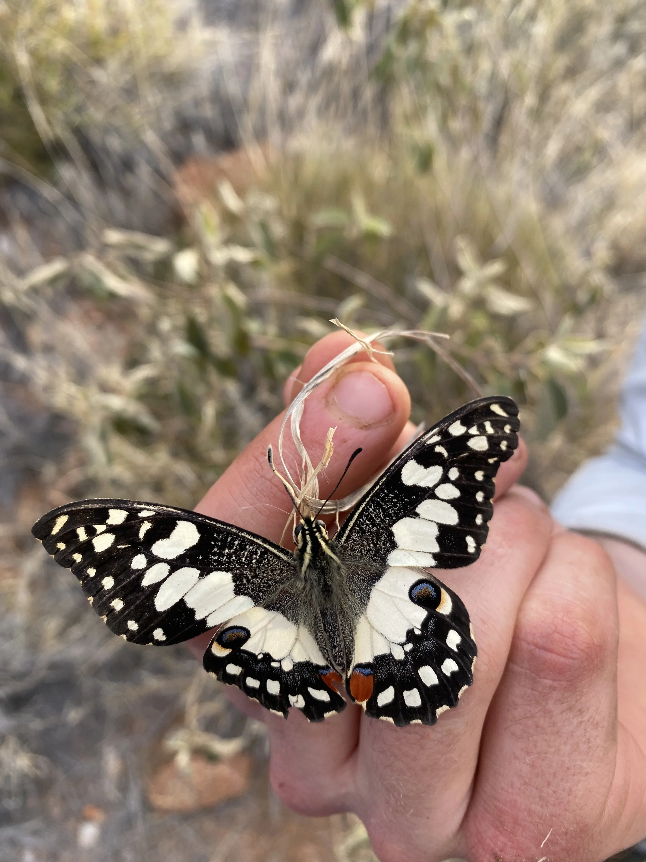Chequered Swallowtail