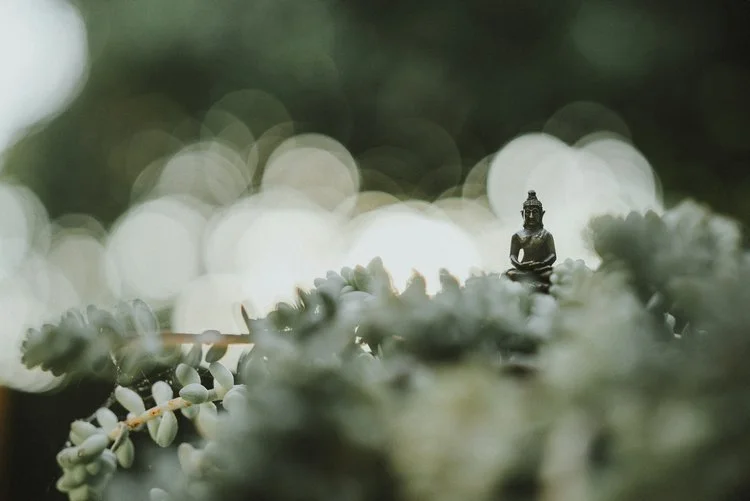 Meditation and Dharma Talk