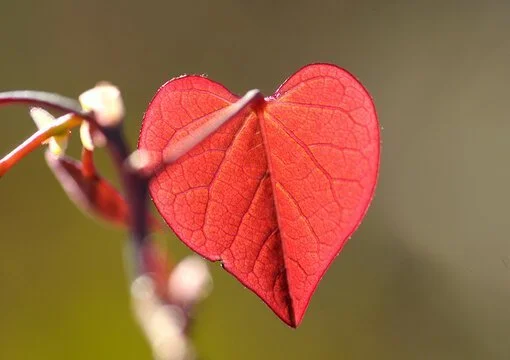 Awakening the Heart