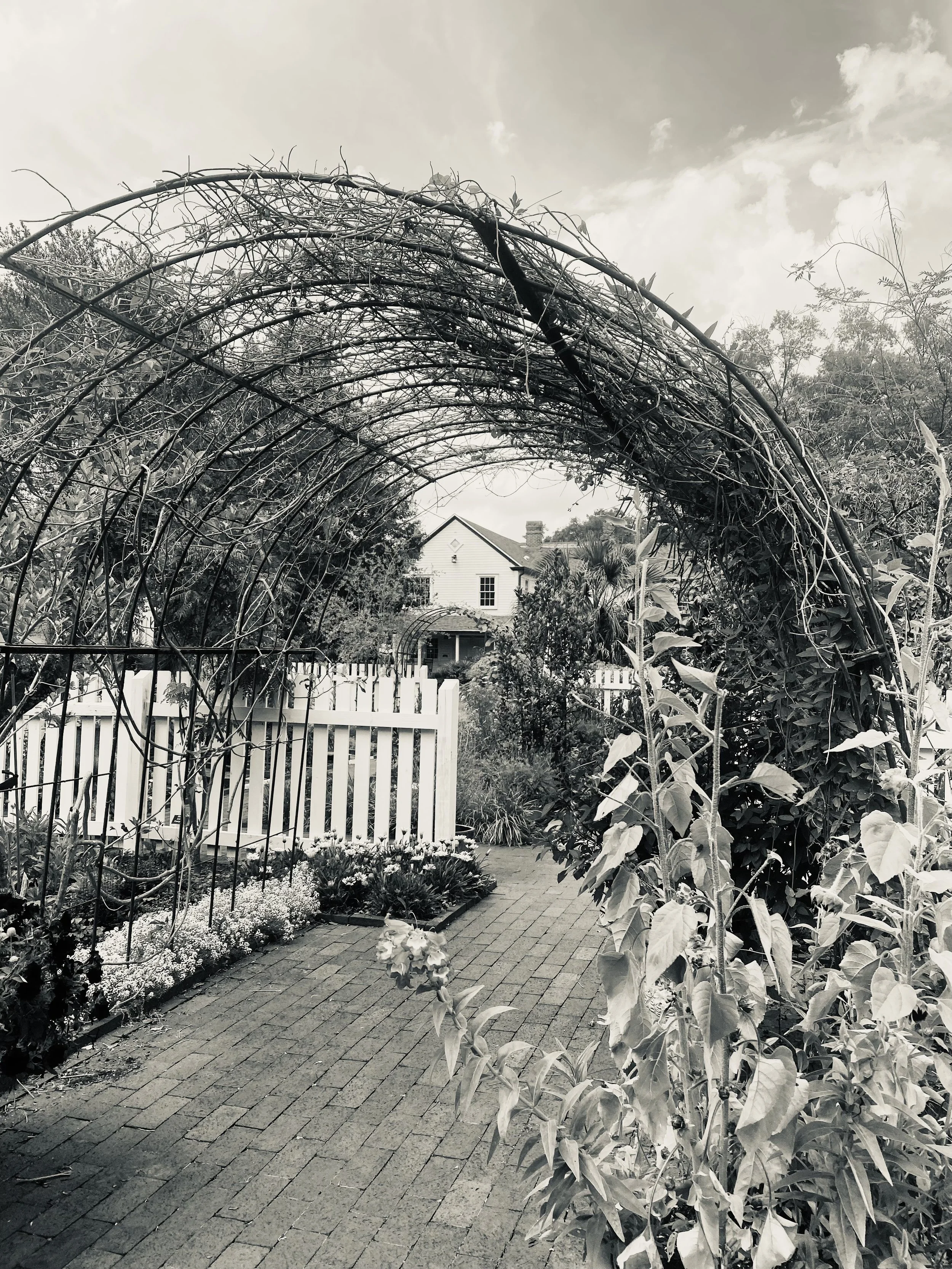 A garden pathway with a large arch made of intertwined vines and branches, leading to a white house in the background surrounded by trees and greenery, all in black and white.