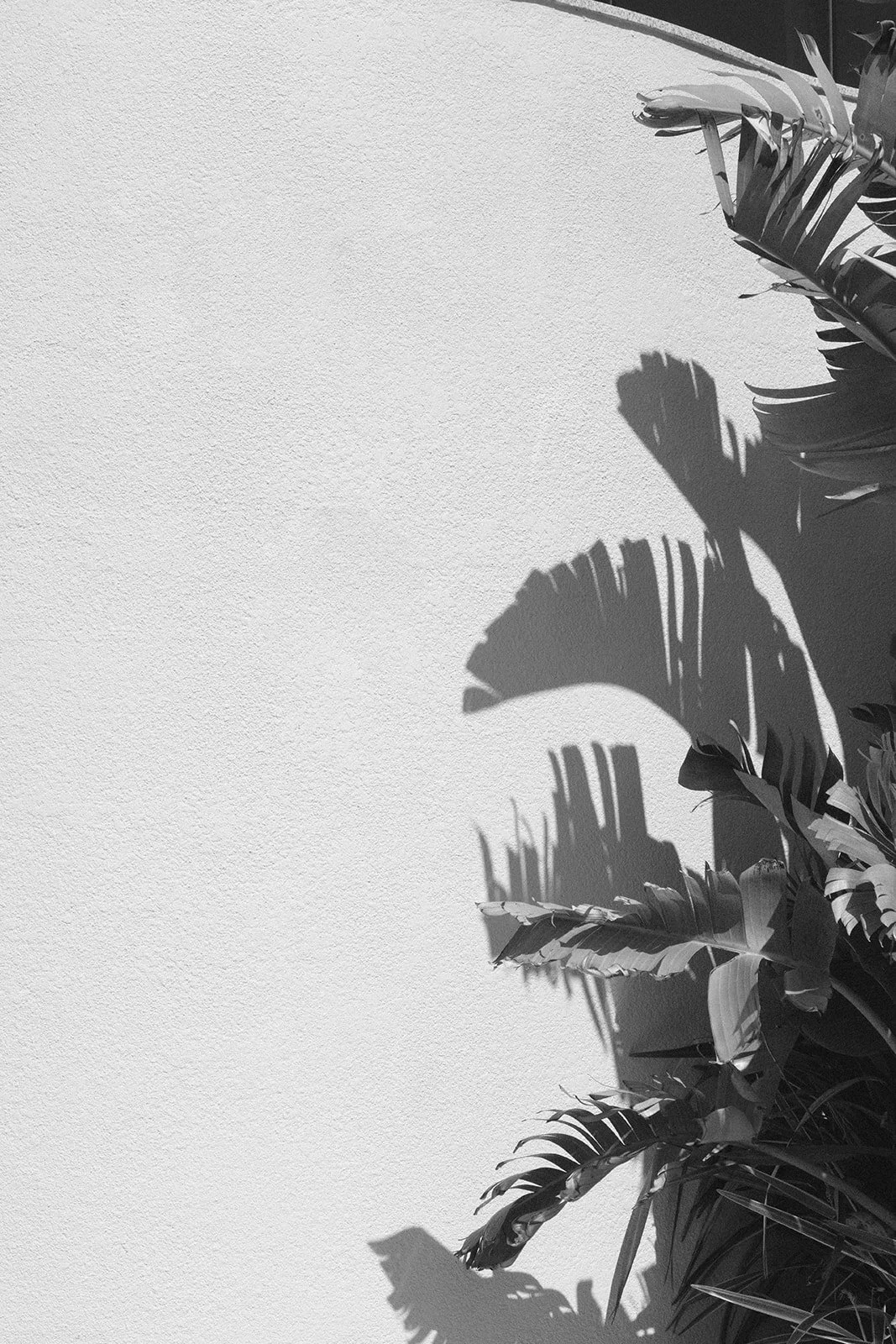 WN Wedding b&w-3_websize.jpg