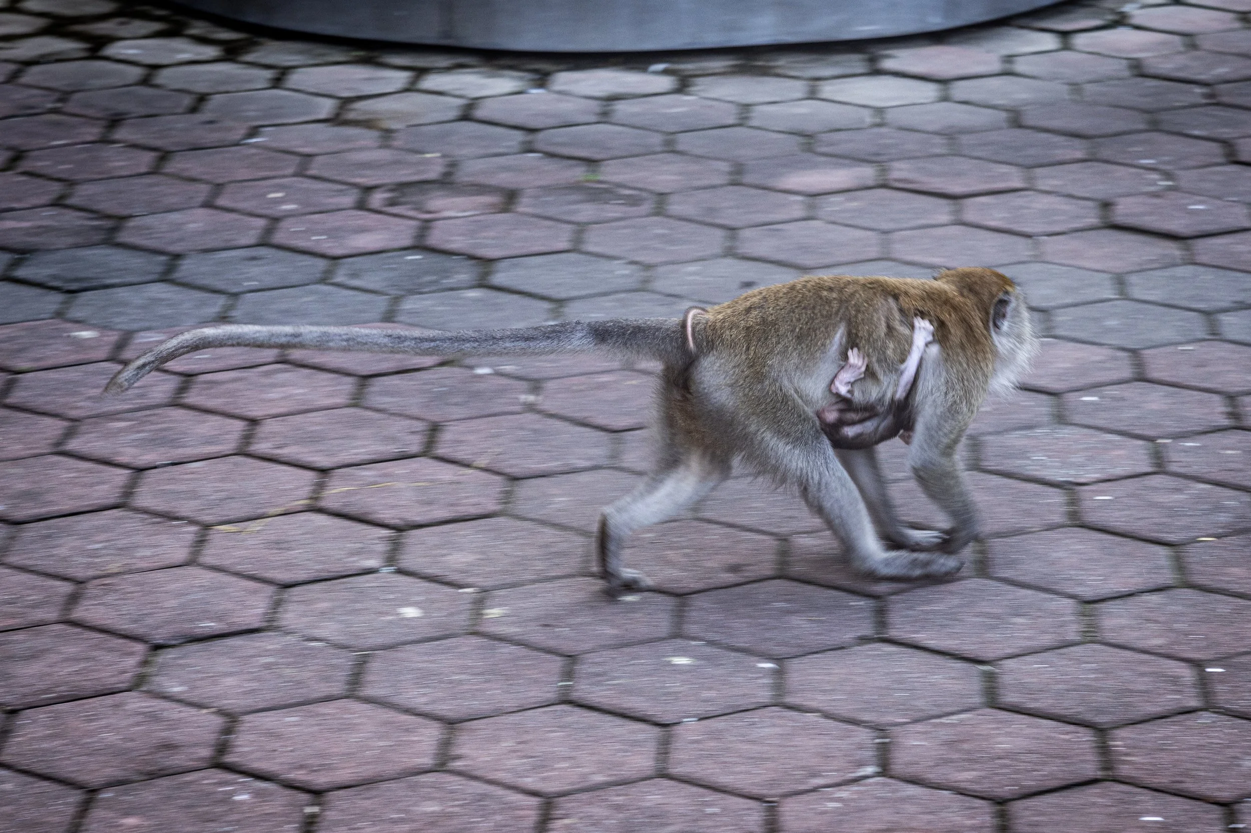 MALASIA_MONKEYS-25.jpg