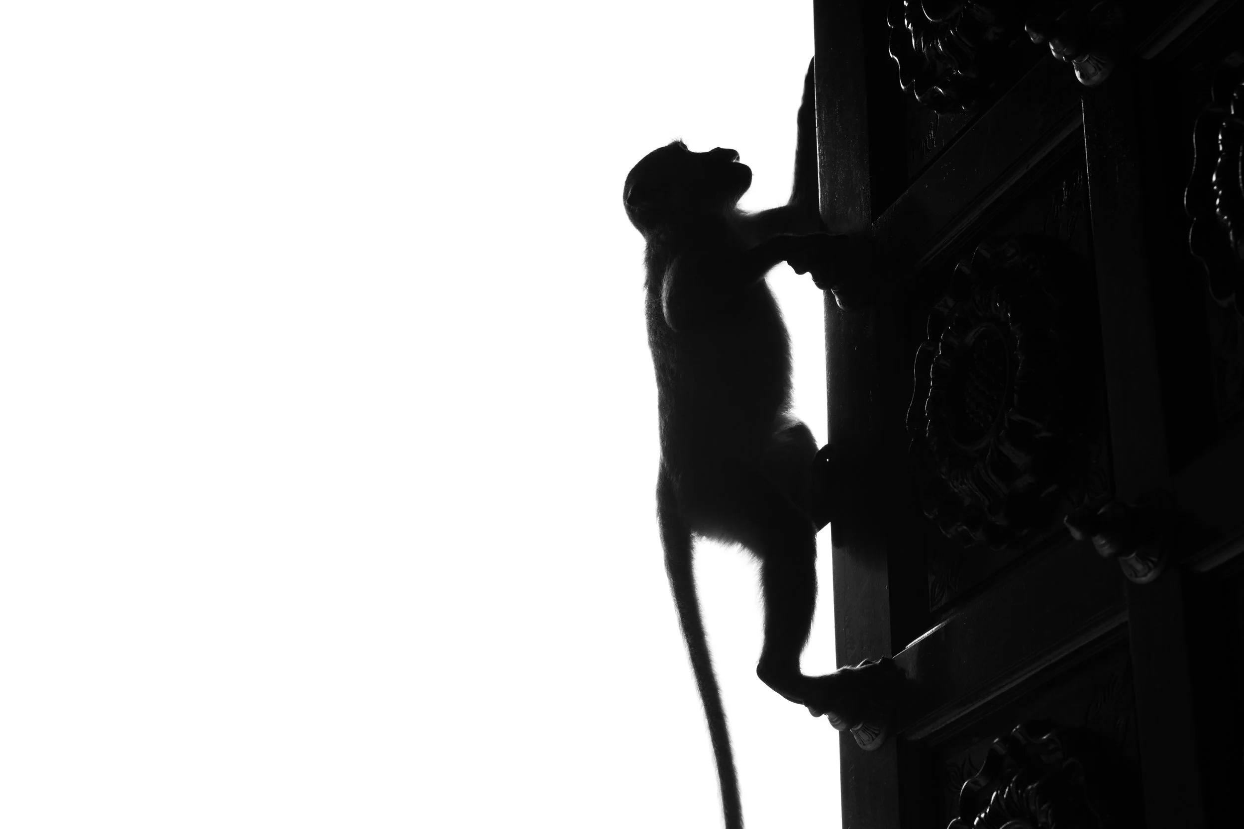 MALASIA_MONKEYS-24.jpg