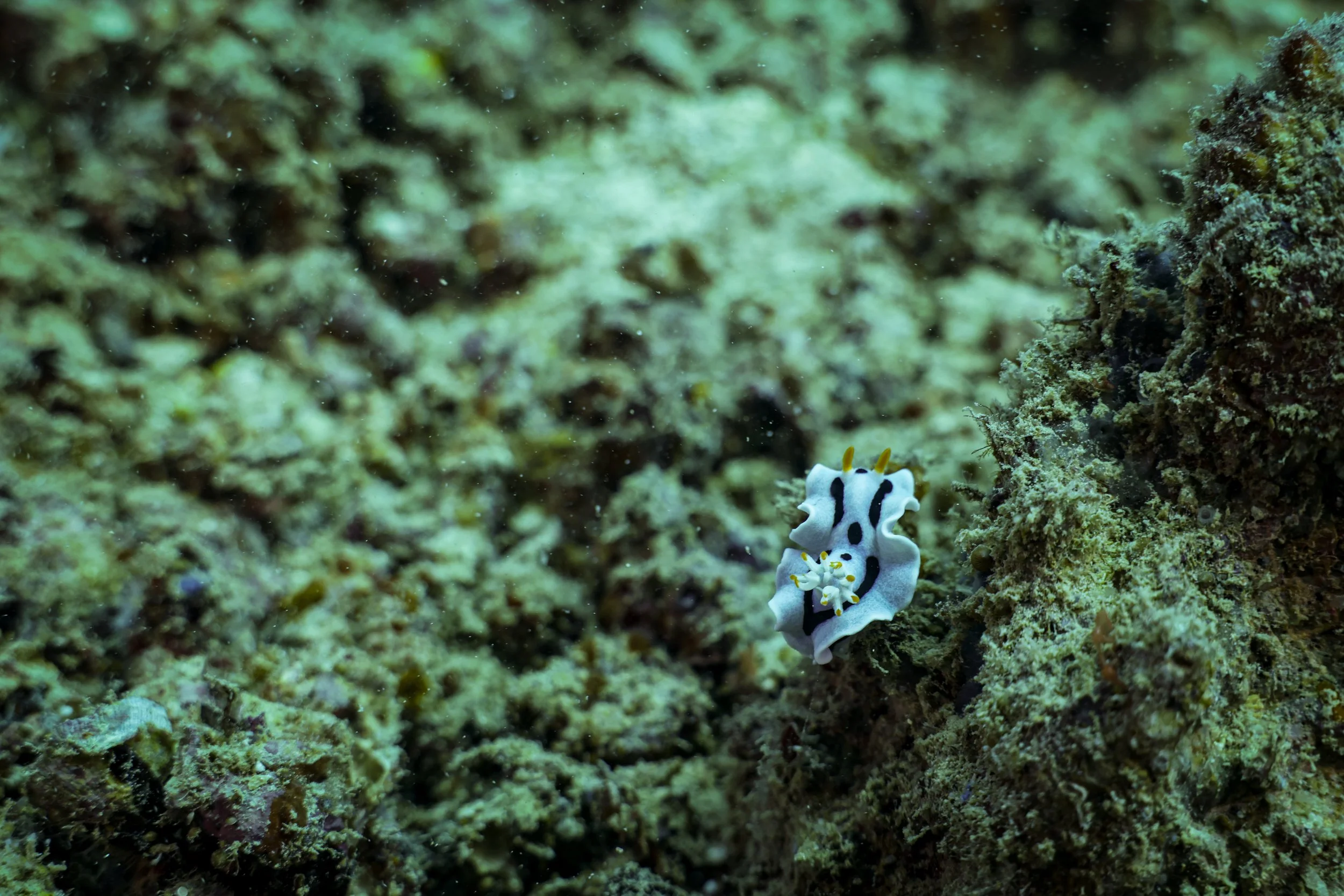 DIVE-05.jpg