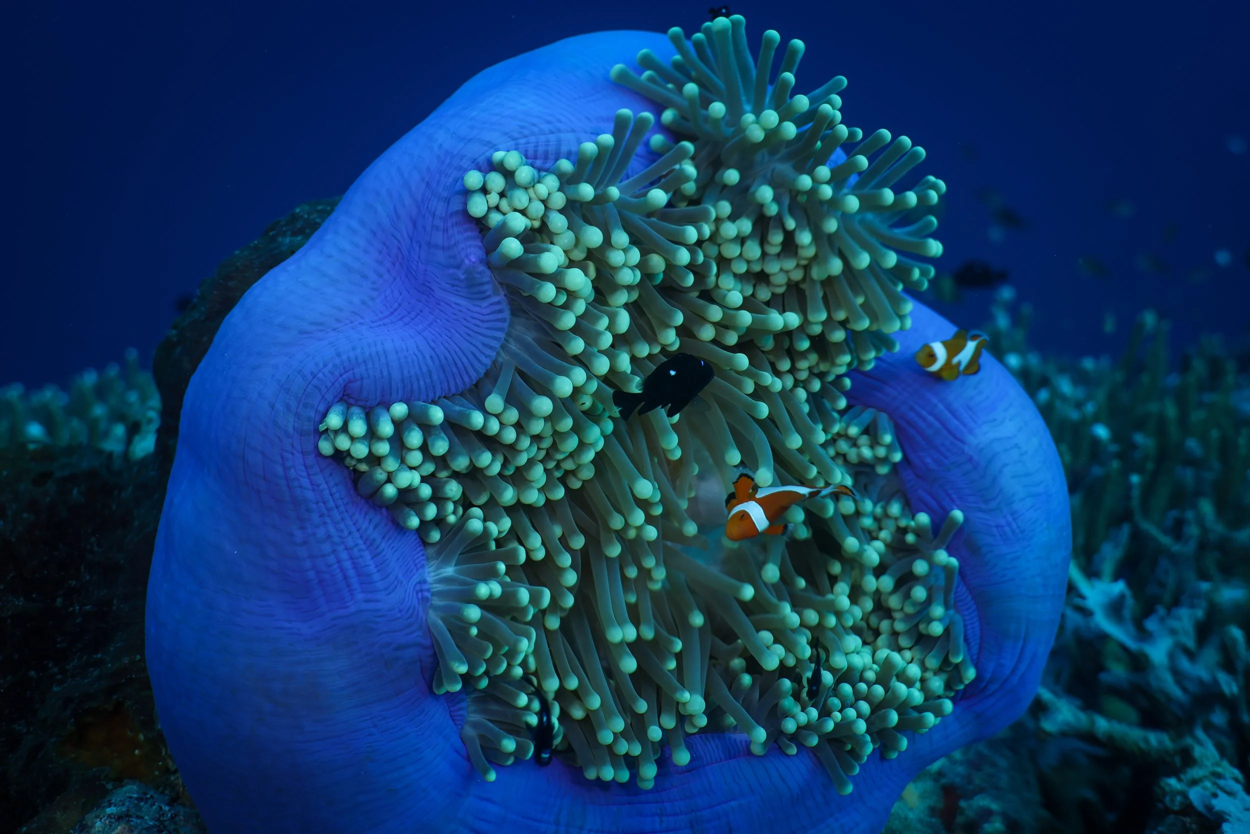 SCUBA-2.jpg