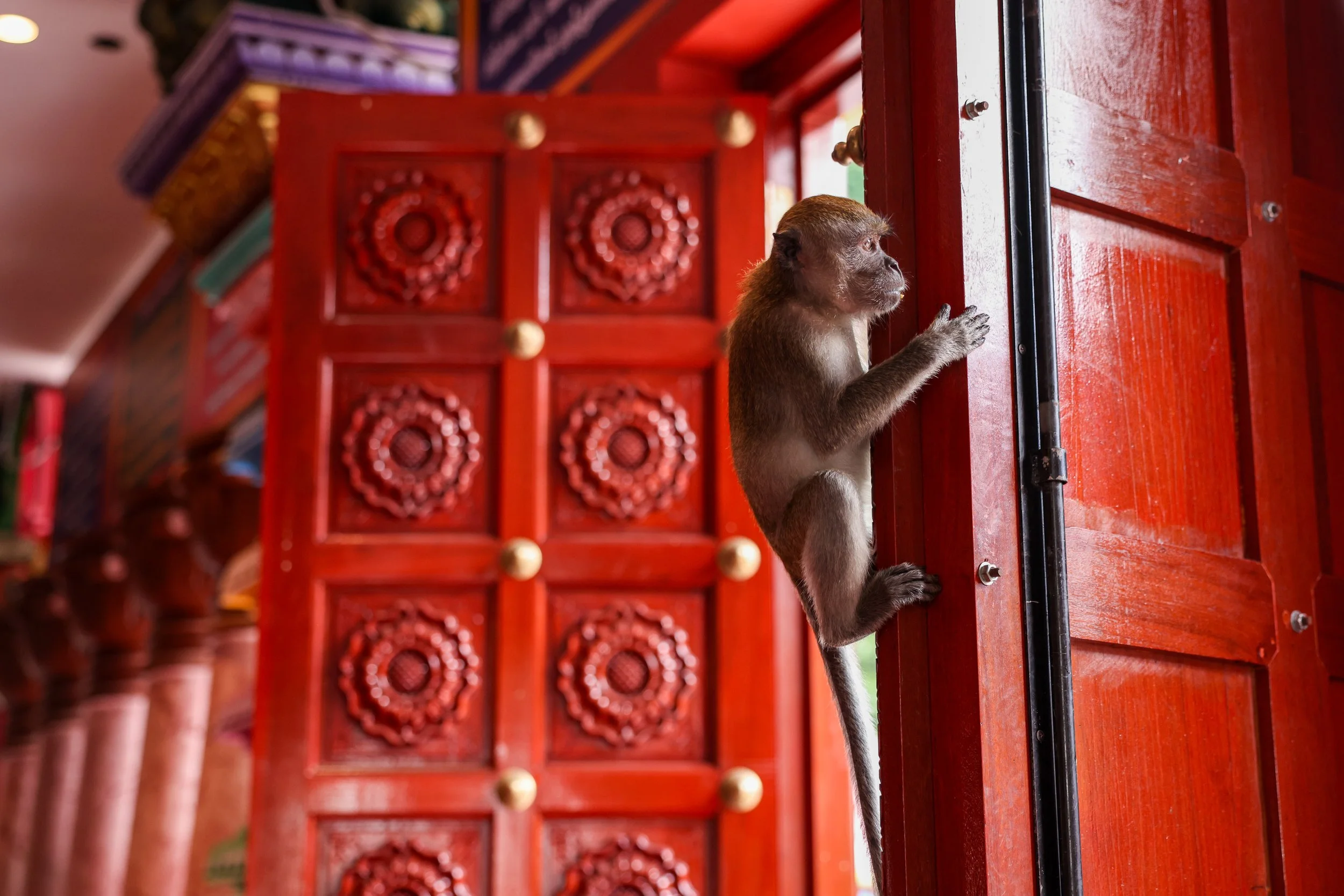 MALASIA_MONKEYS-23.jpg