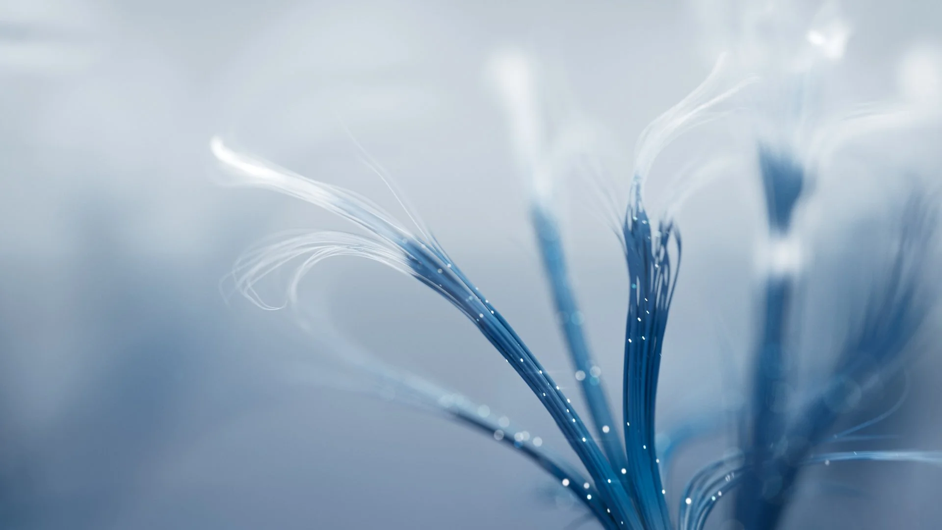 brand-image-bloom-2-light.jpg