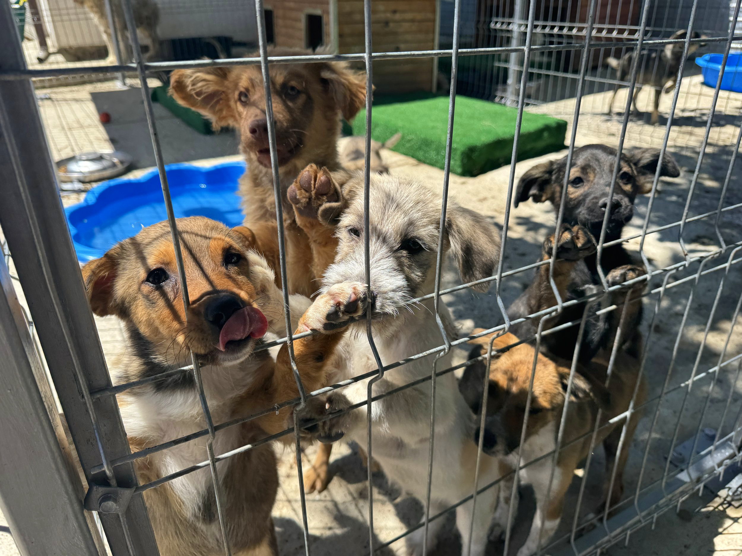 Cum adopți un câine de la Adăpostul Dragoliv