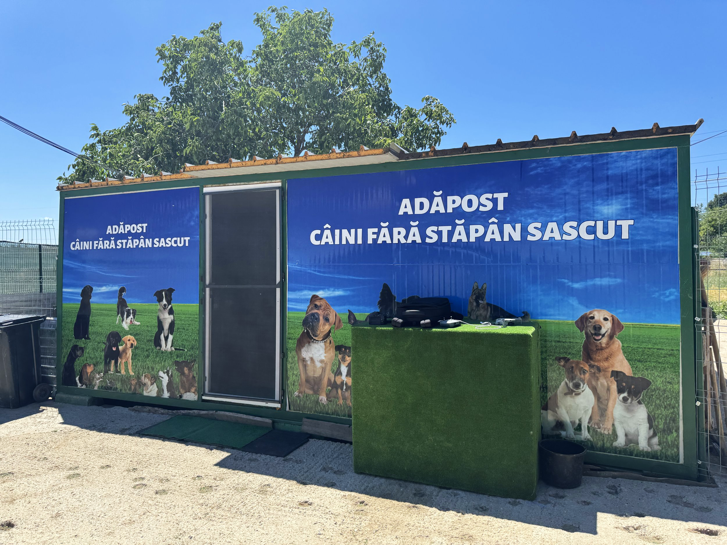 De ce este importantă sterilizarea câinilor – experiența noastră