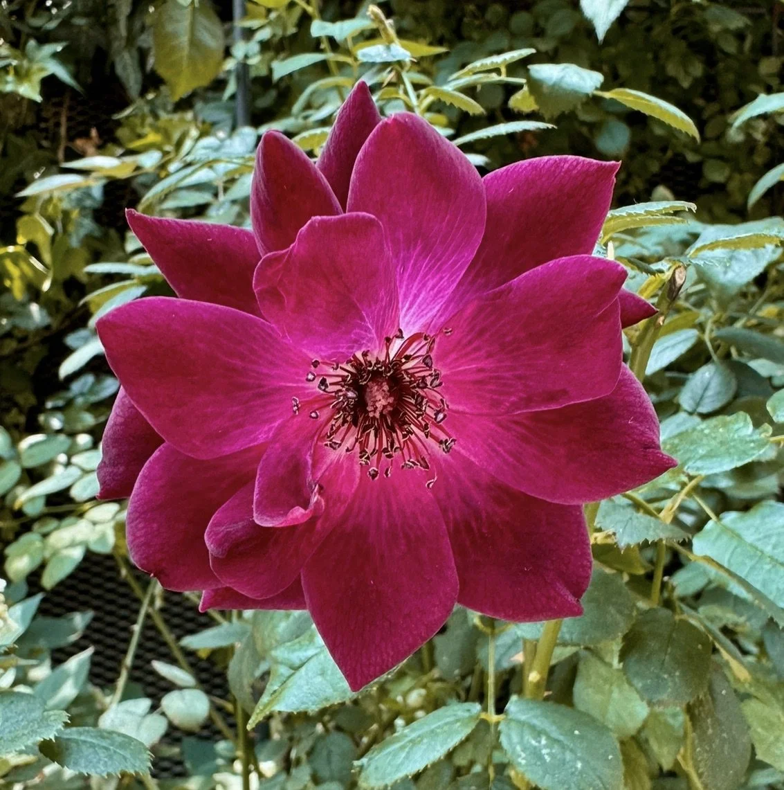 Rose at Gardens by the Bay, Singapore.