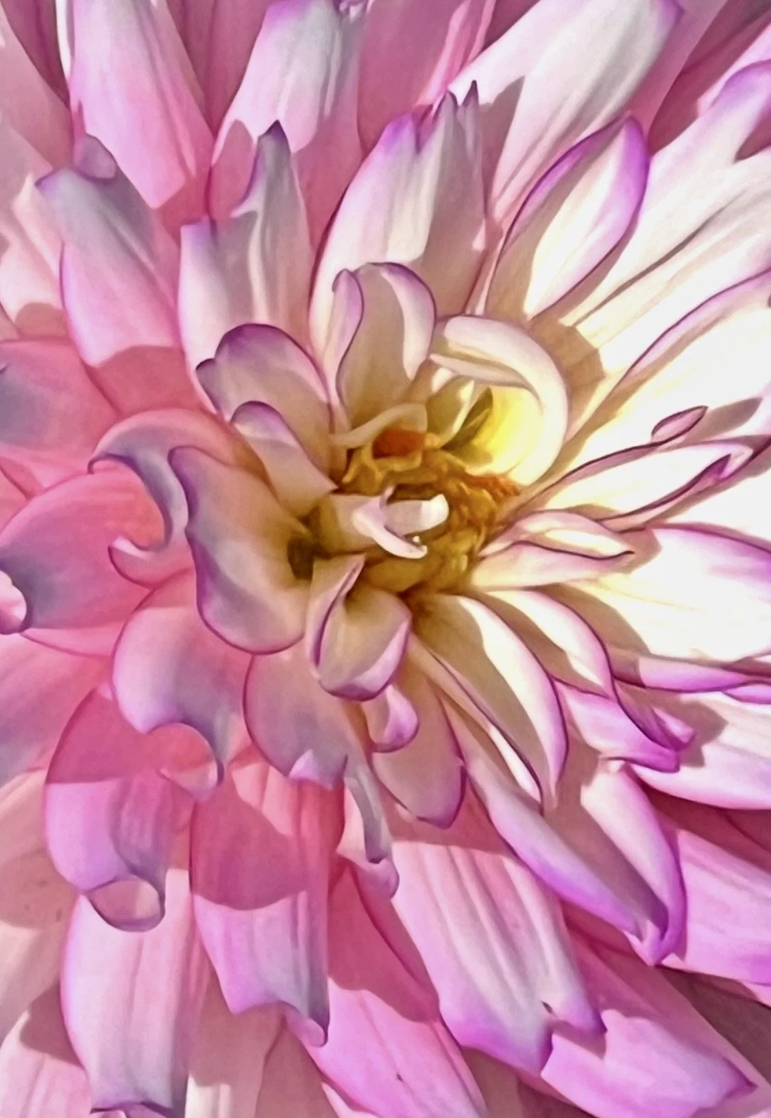 Dahlia at Longleat House, England UK.