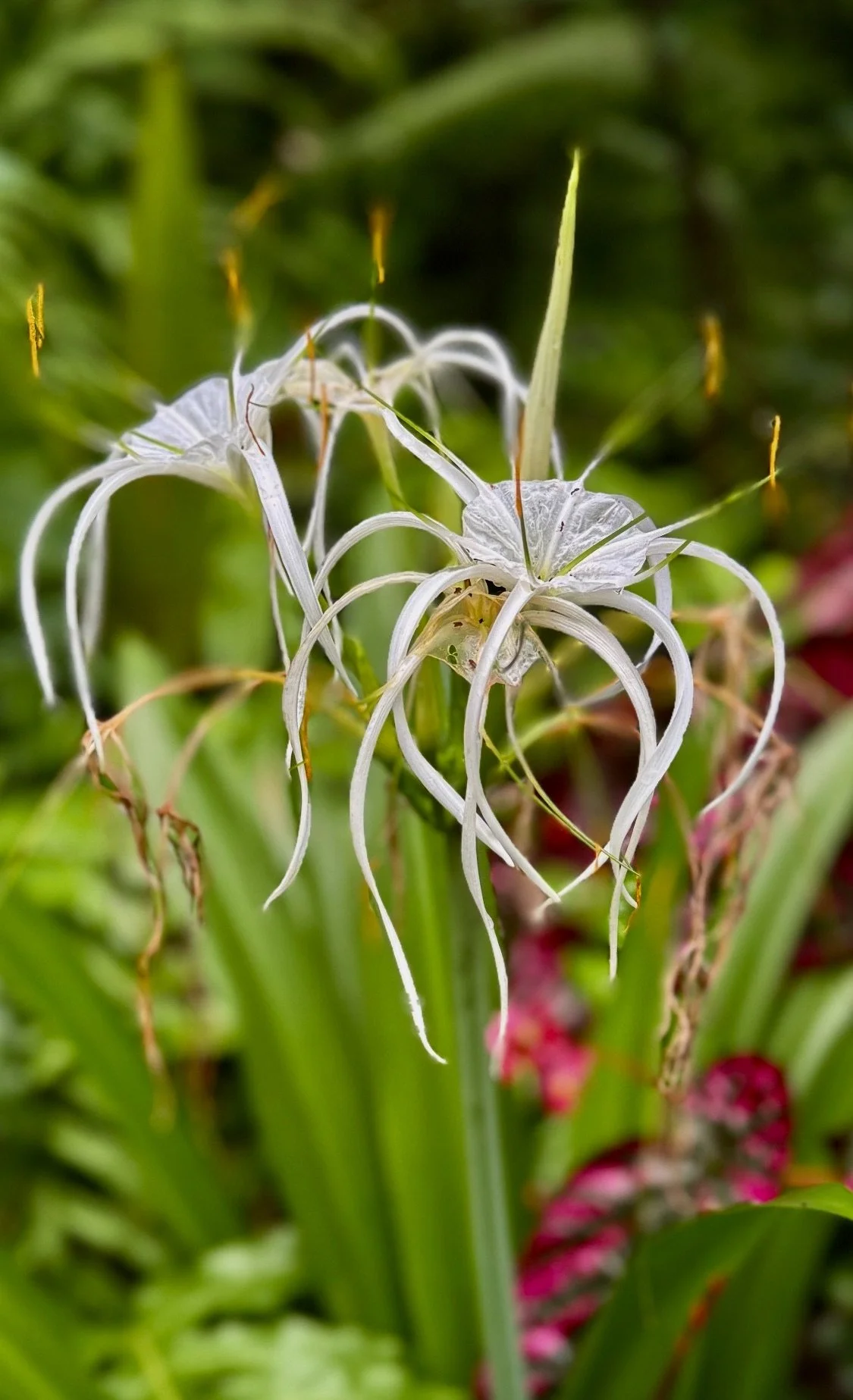 Spiderlilly at the Rainforest Biome, Eden Project, Cornwall, England UK.
