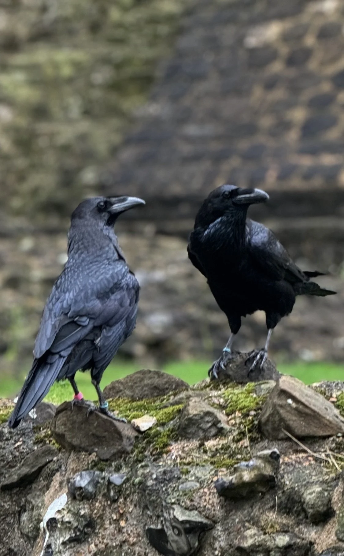 Ravens at the Tower of London, England UK.