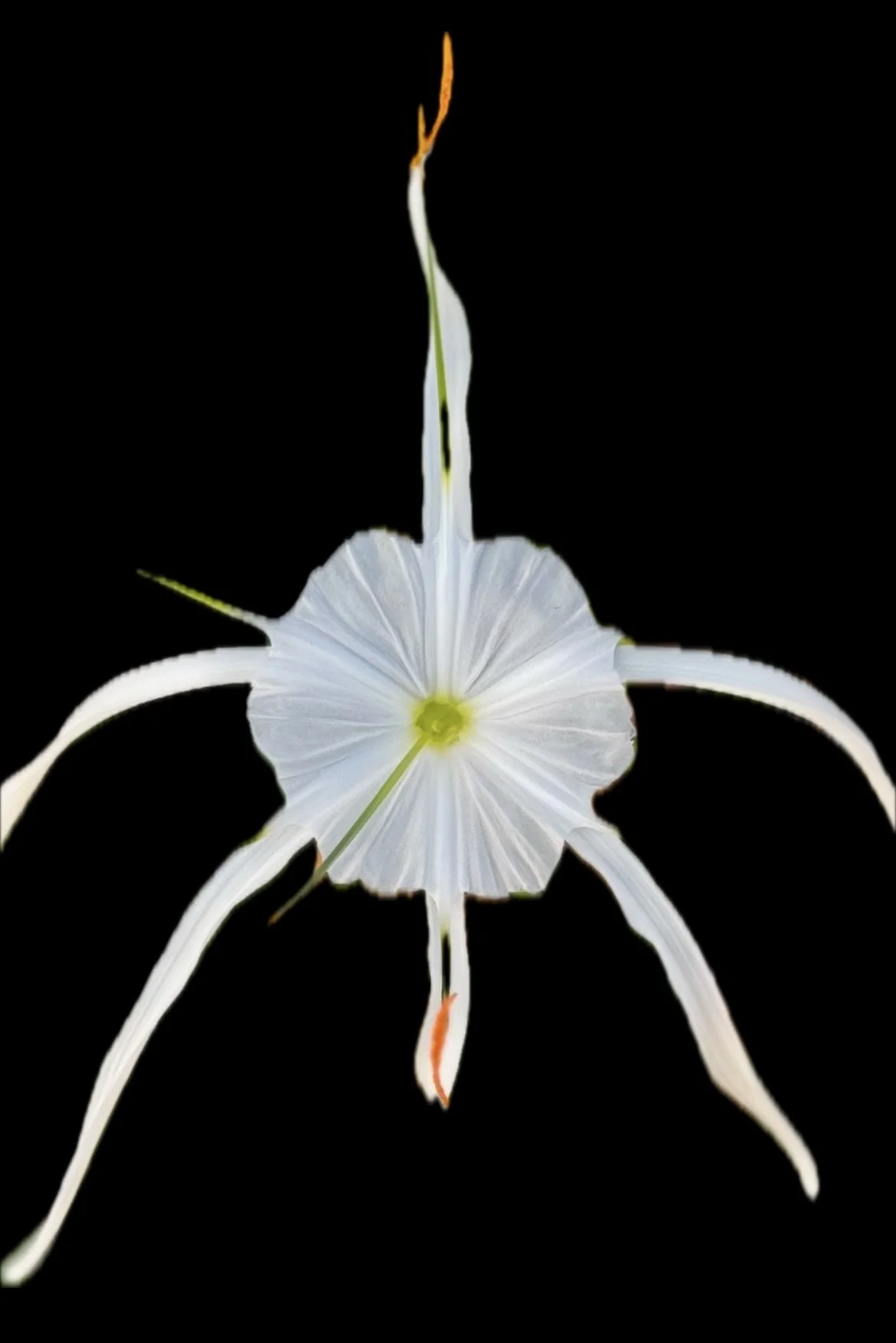 Beach spiderlilly taken on the Central Coast, NSW Australia.