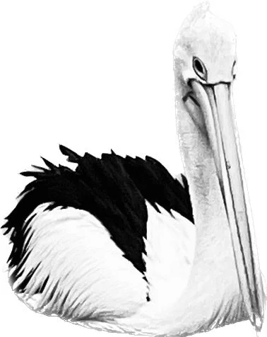 Pelican at Davistown, Central Coast, NSW Australia.