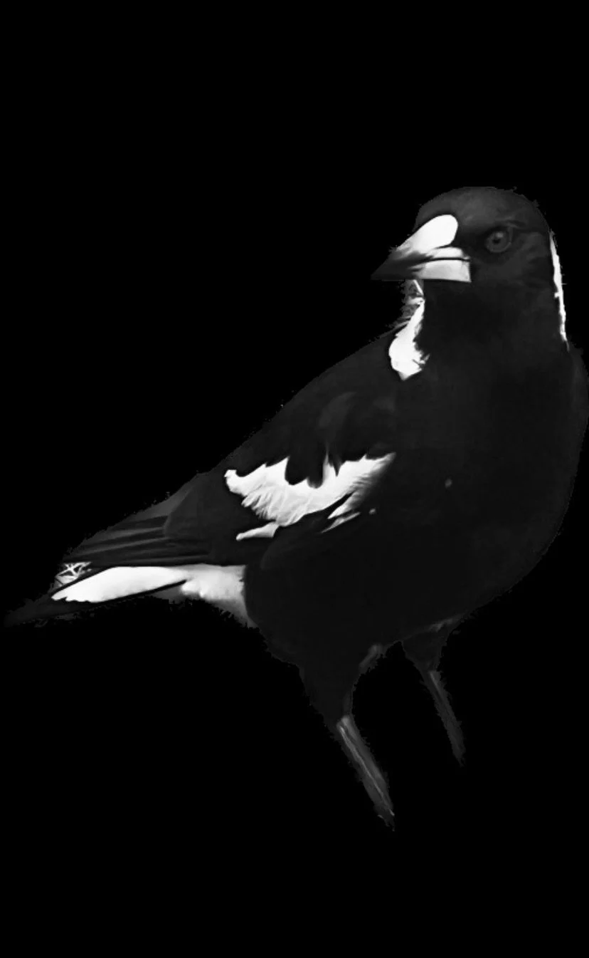 Magpie at Sutton Forest, NSW Australia.