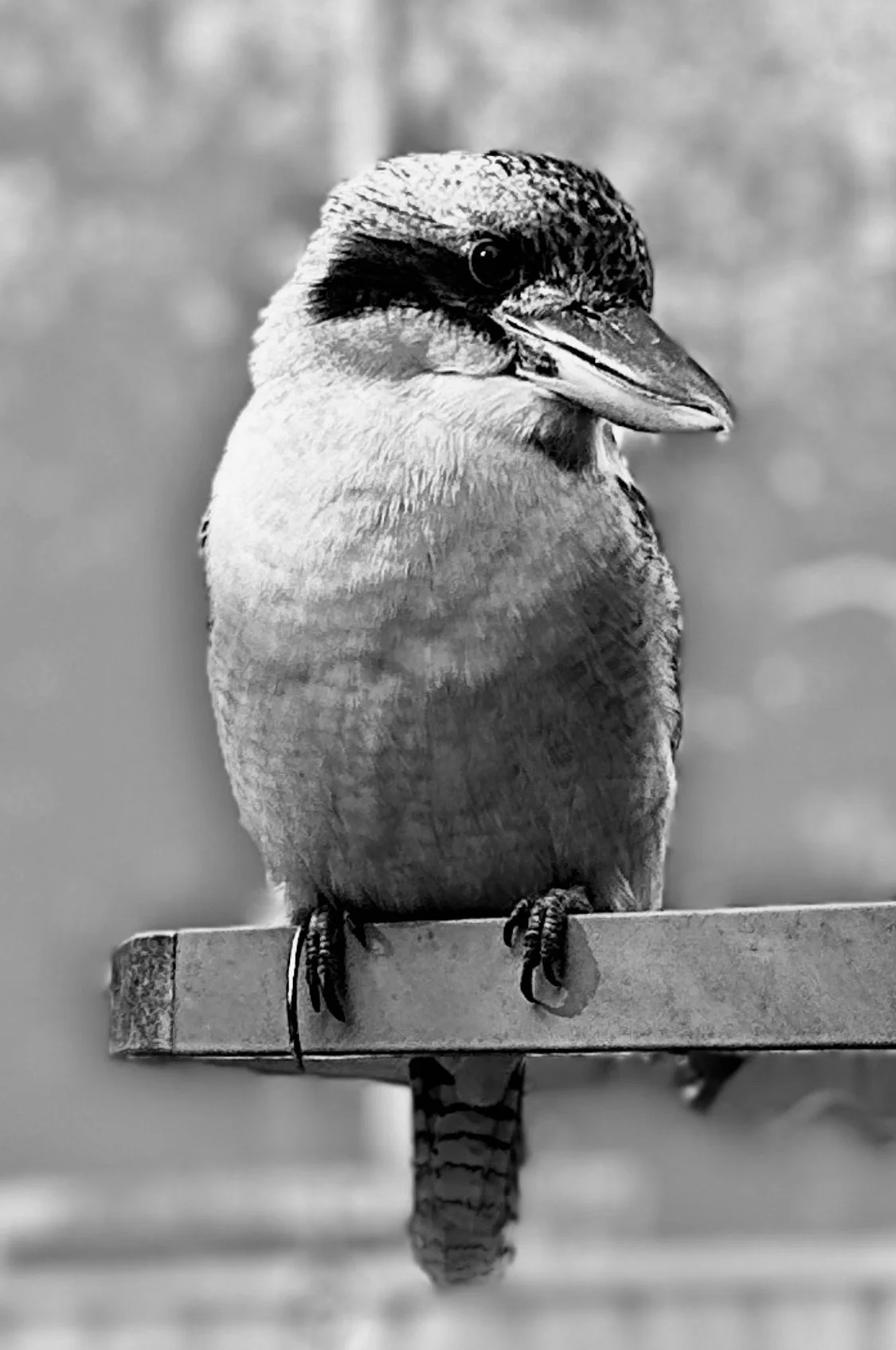 Kookaburra in my backyard, Central Coast, NSW Australia.
